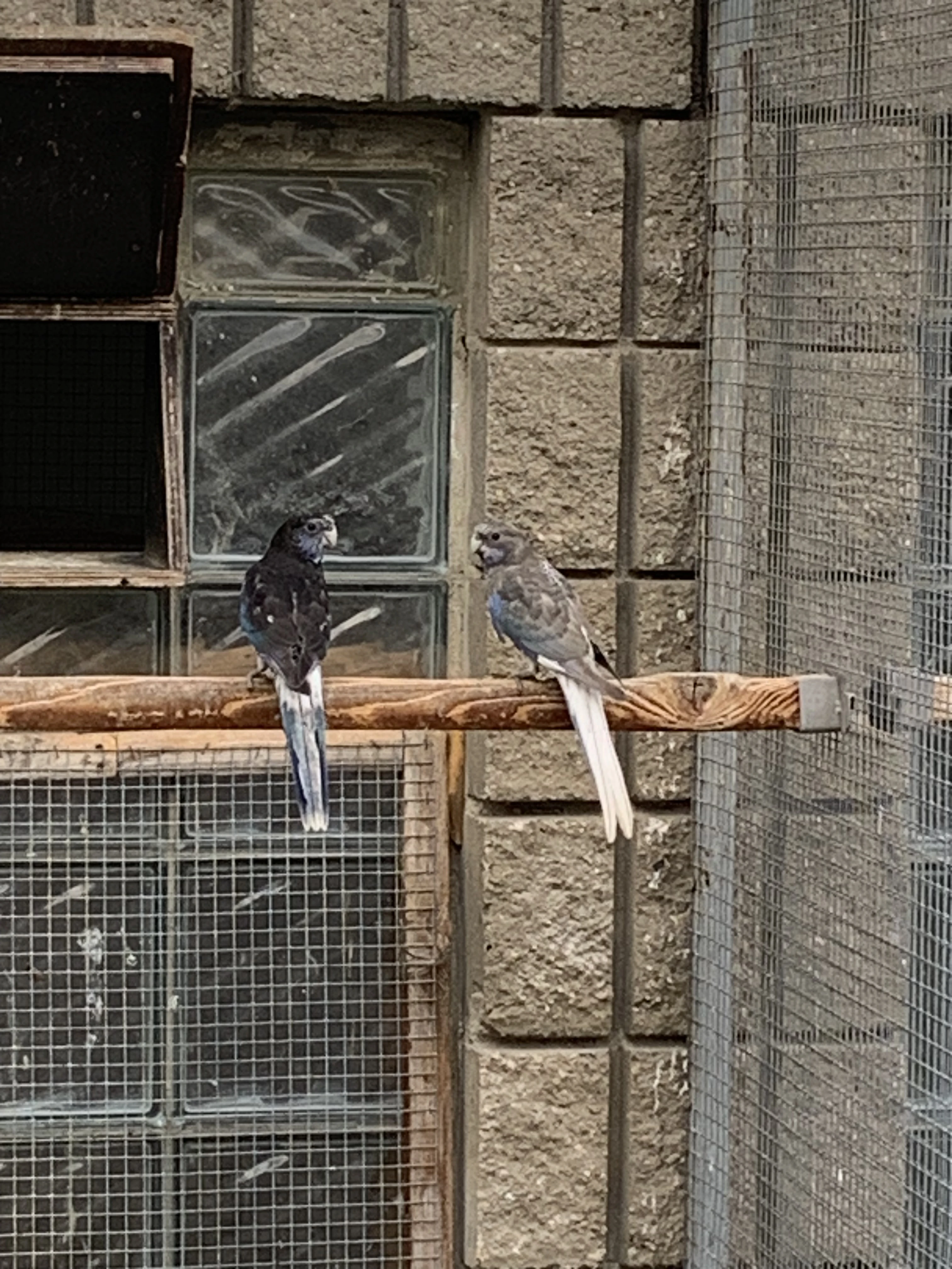 Rosela černá modrá opalín