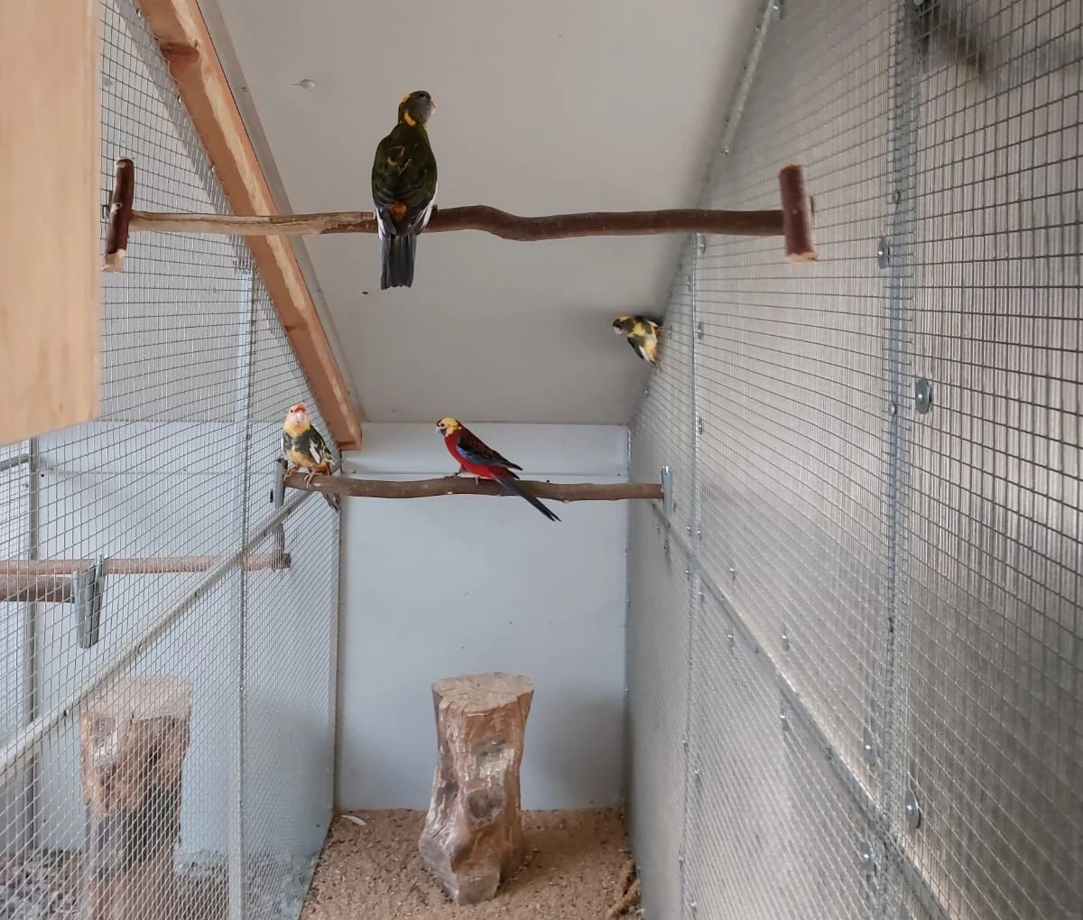 Rosela penant pomeranč