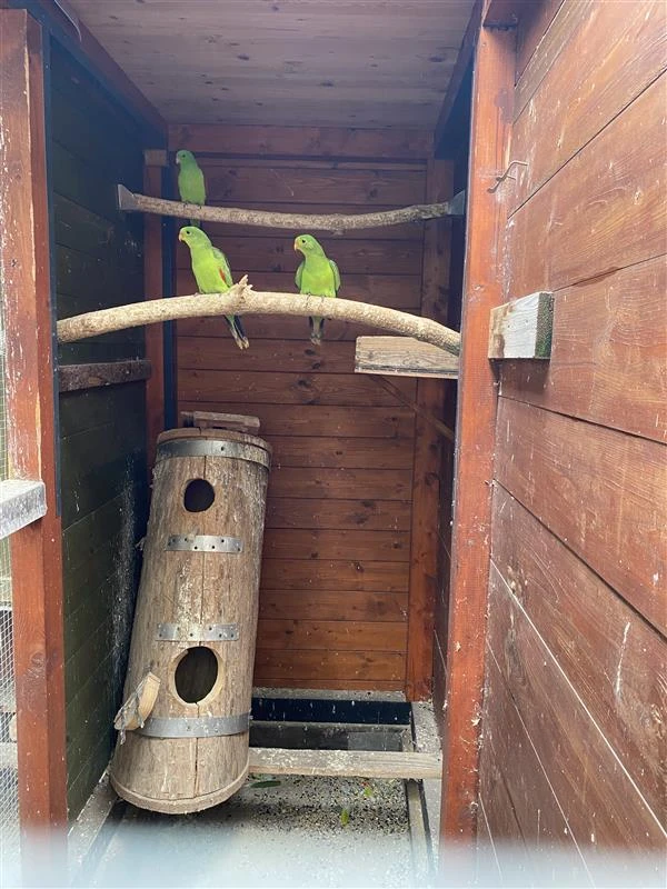 Prodám Papoušky červenokřídlé