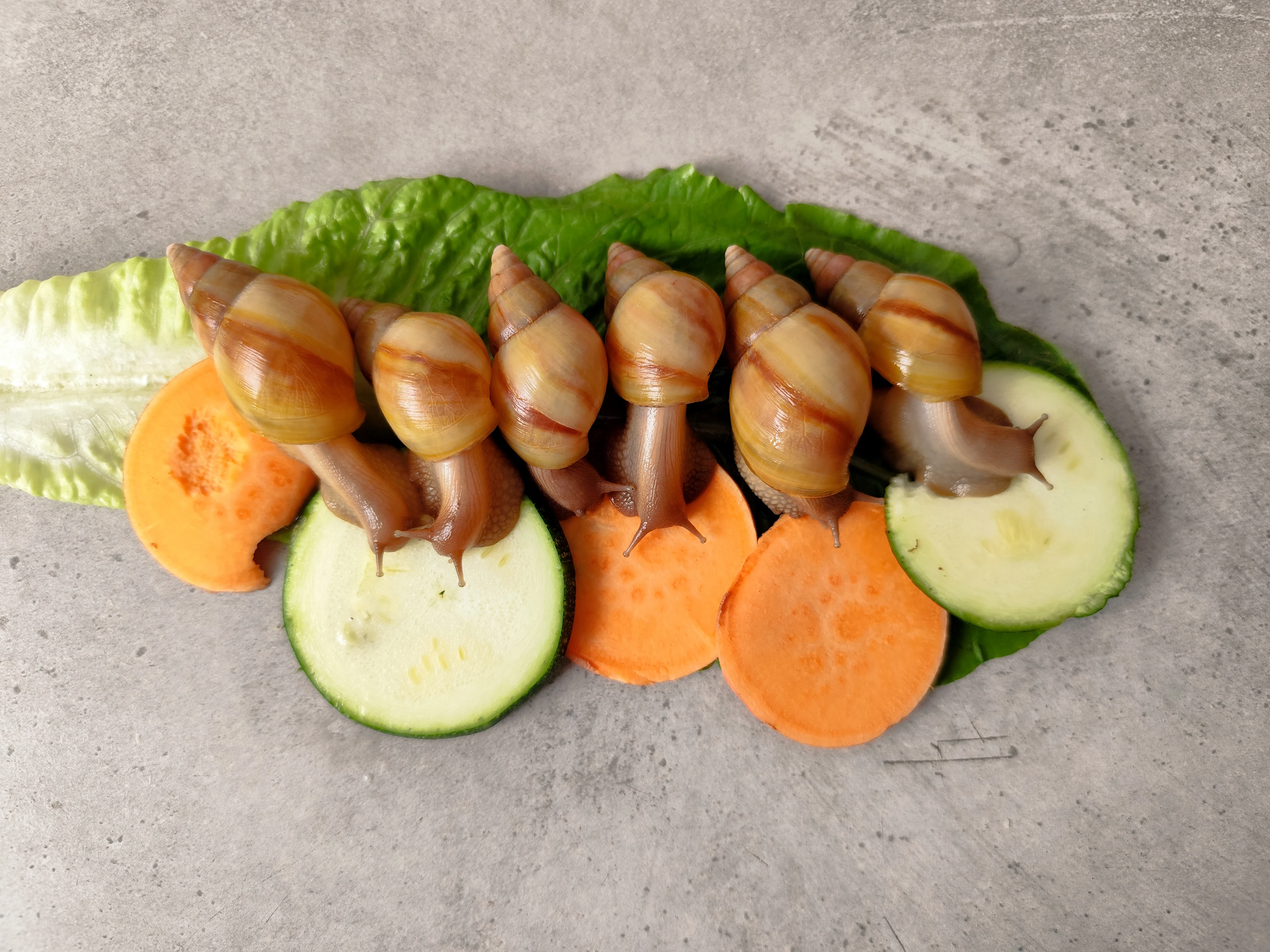 Lissachatina fulica hamillei rodatzi