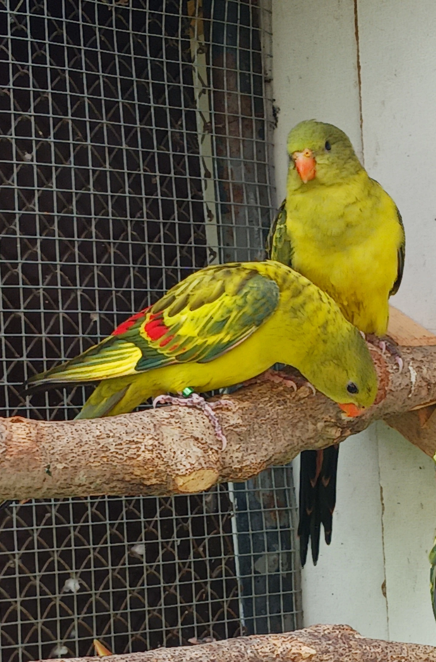 Papousek horsky lemovany