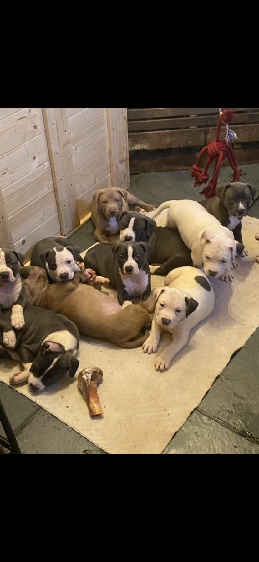 American Bully xl