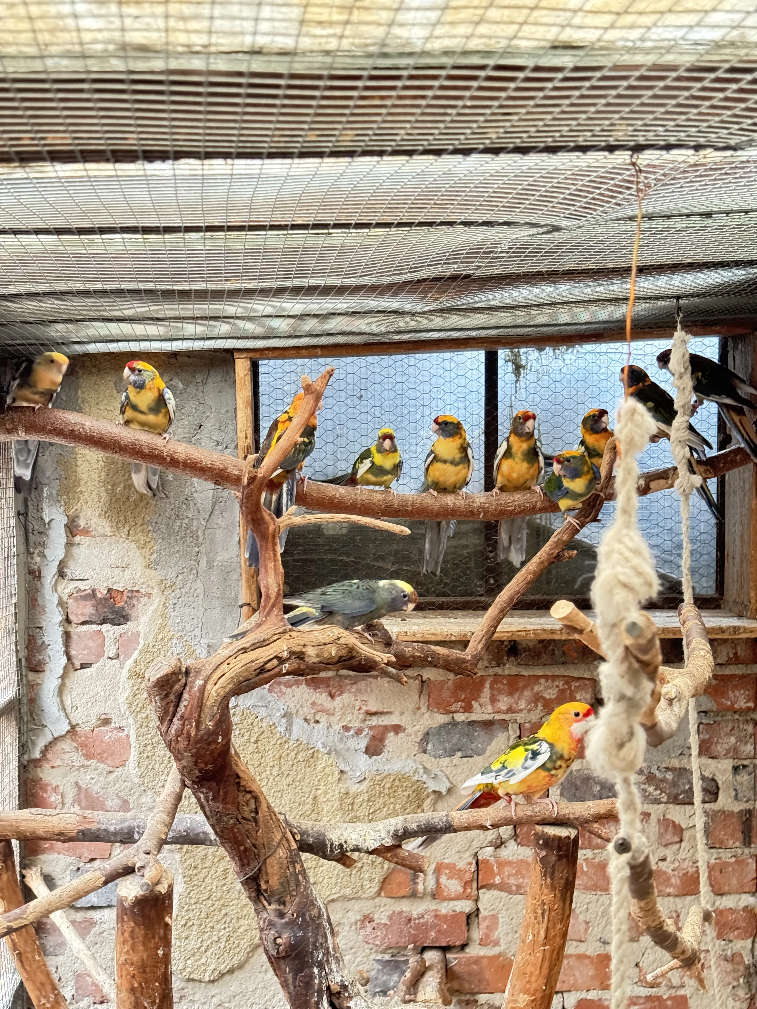 Rosela penant straka