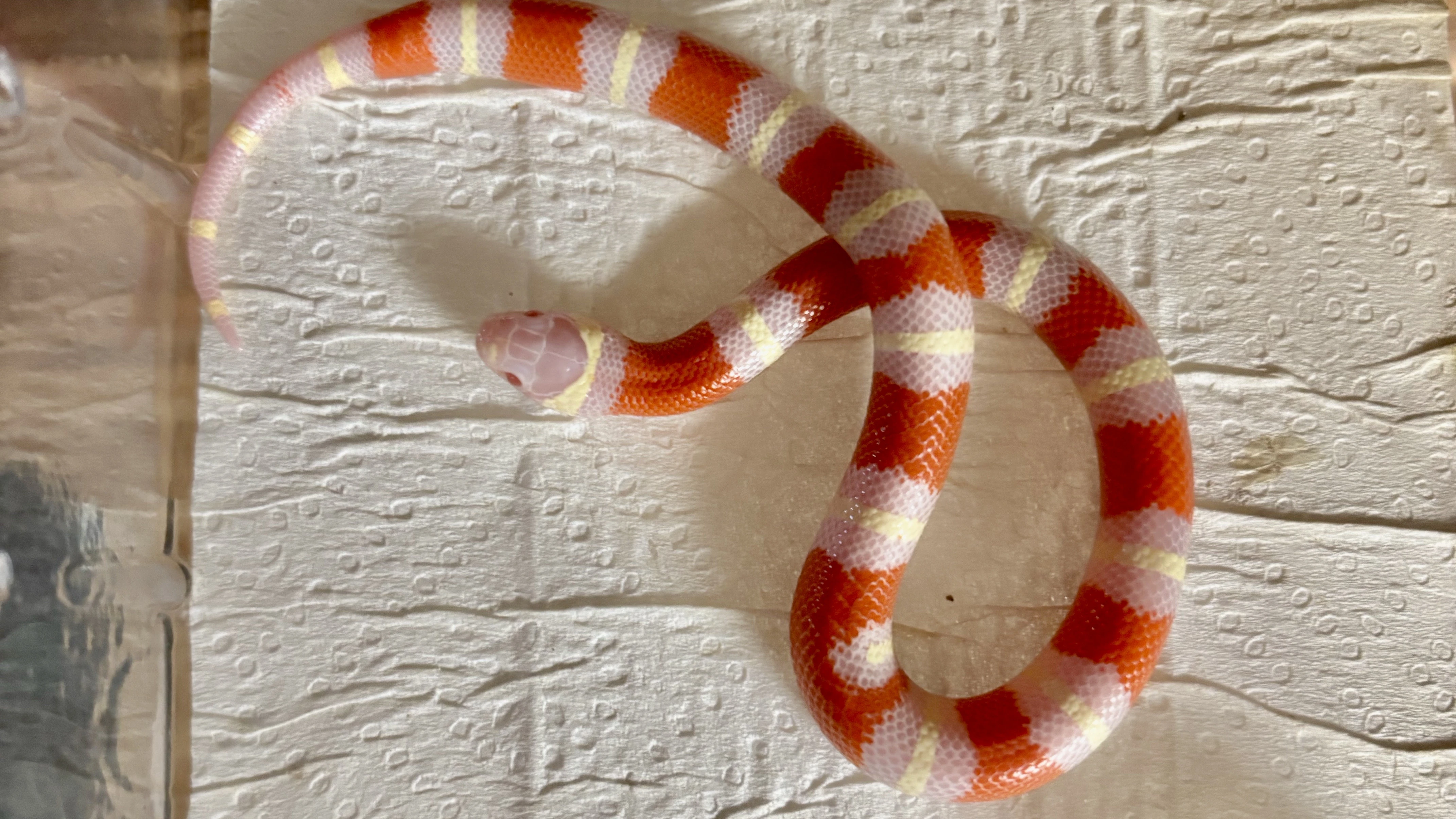 Korálovka lampropeltis triangulum nelsoni albino