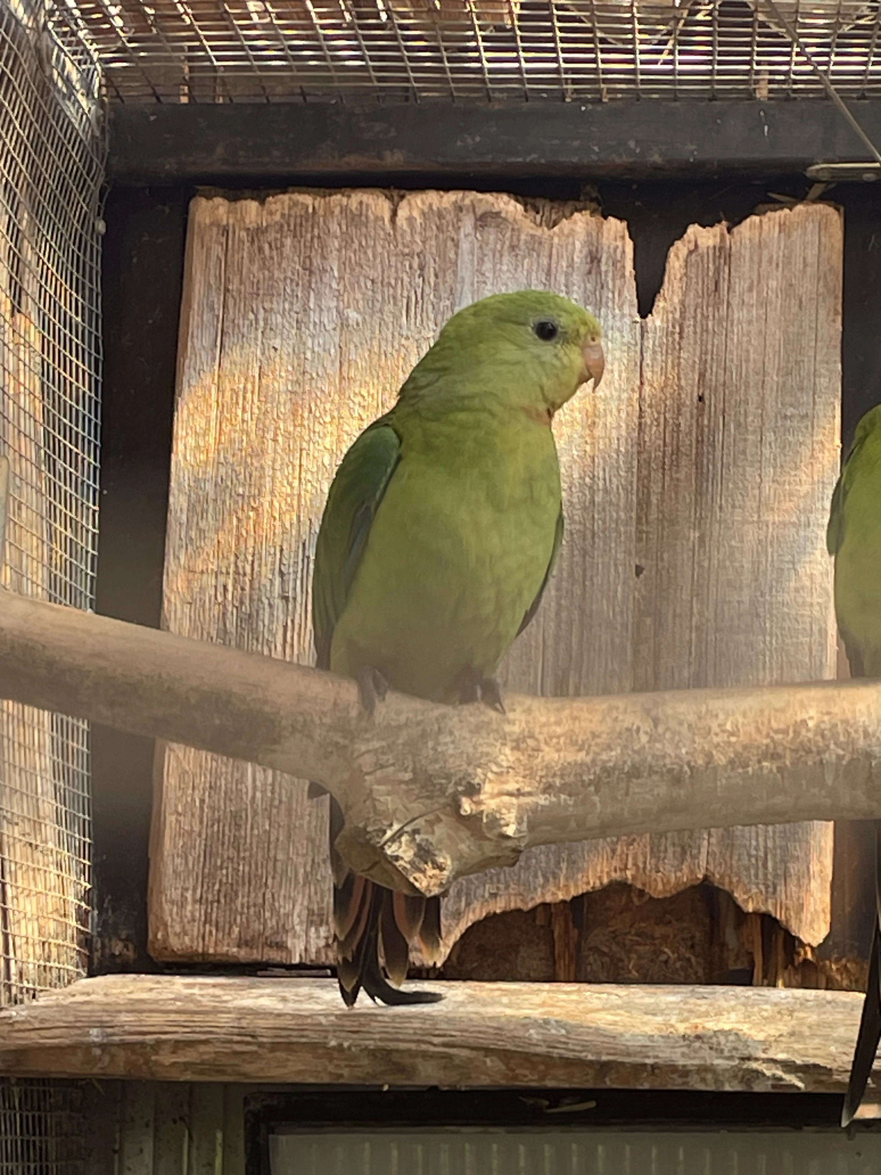 Papoušek nádherný