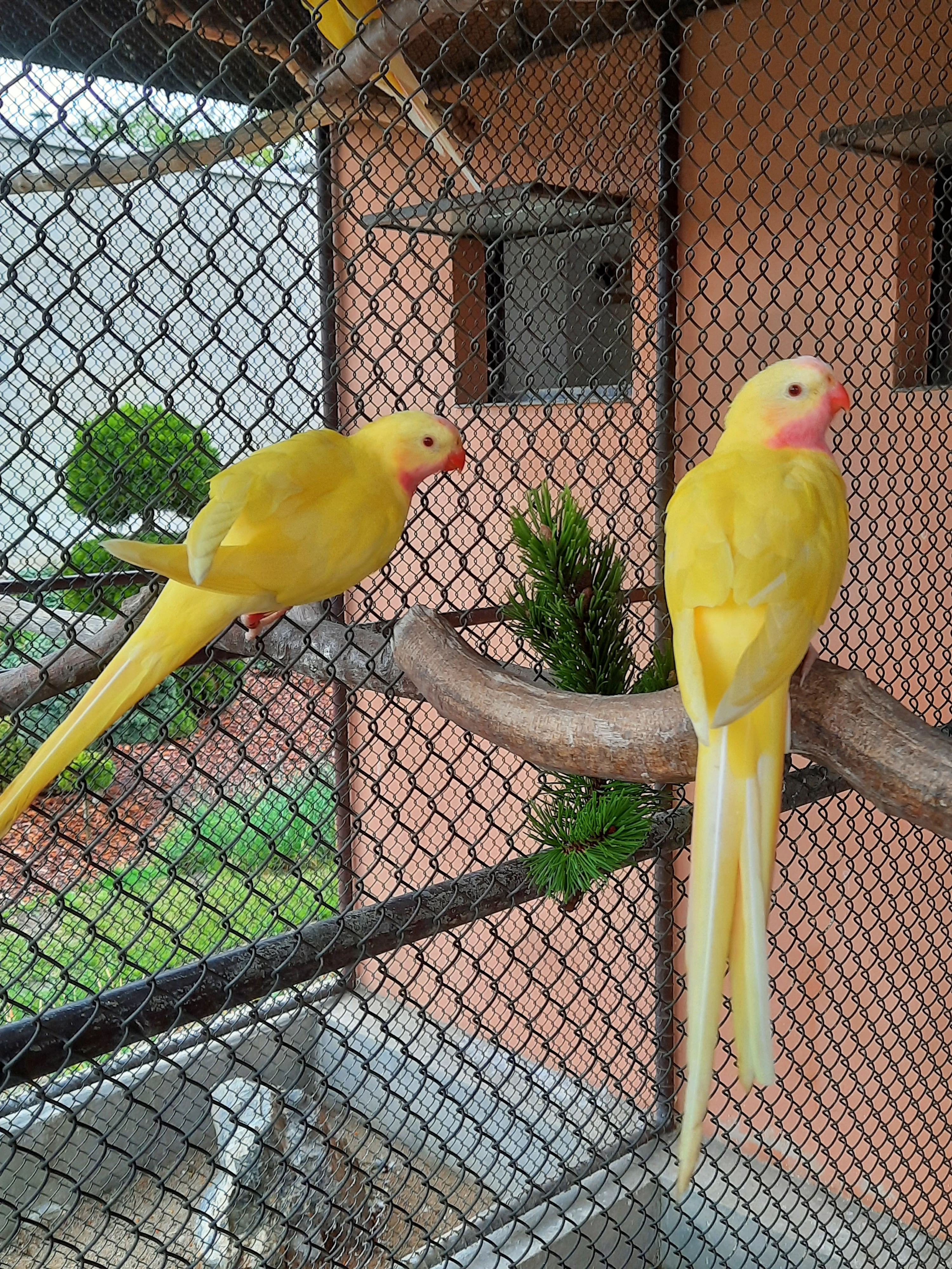 Papoušek alexandřin lutino