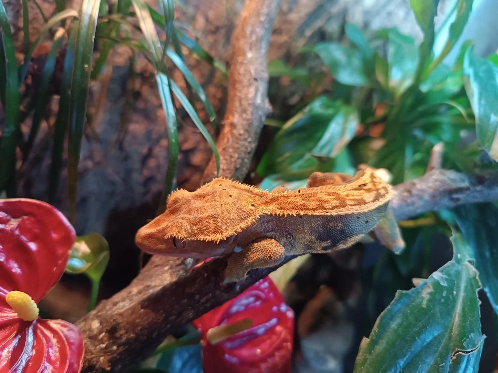 Samice pagekona řasnatého