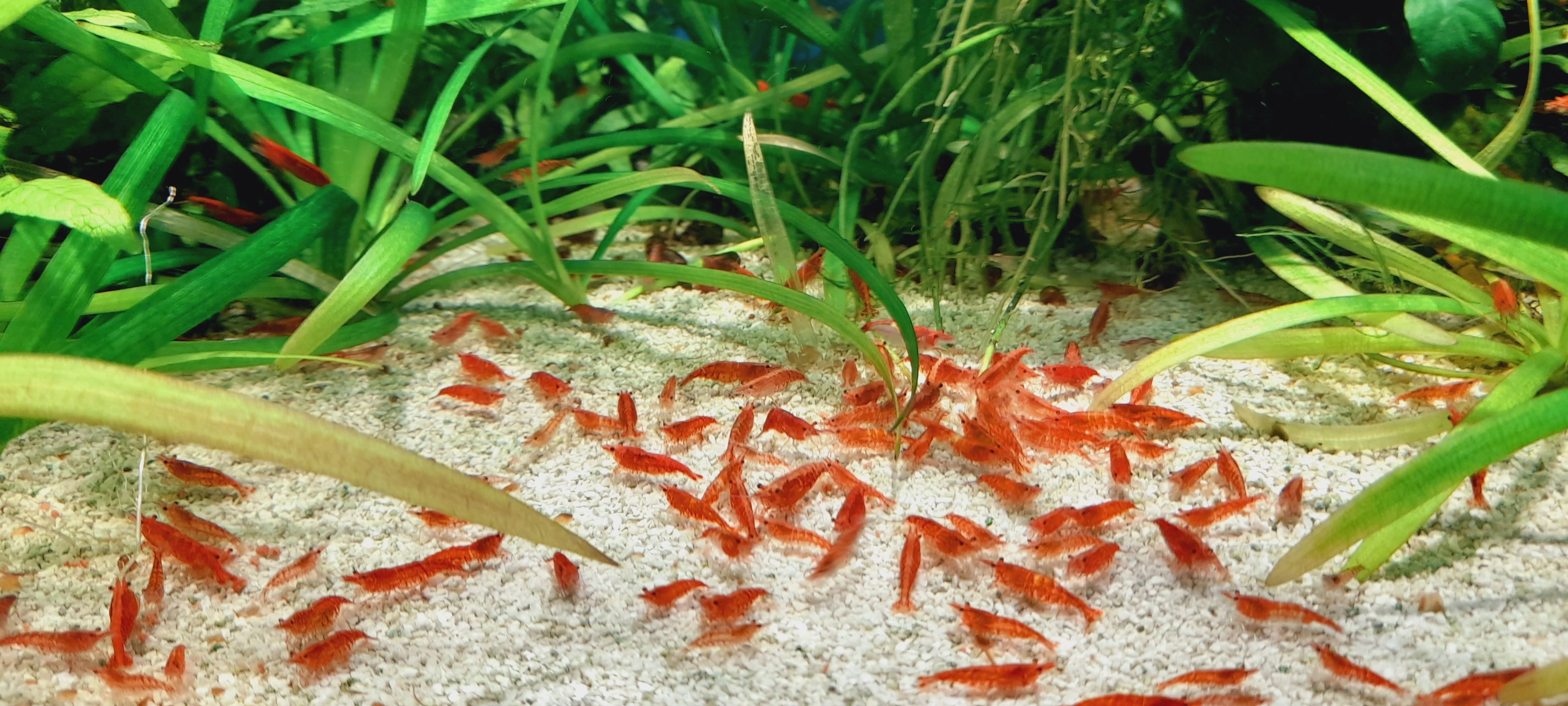 Neocaridina Red cherry.