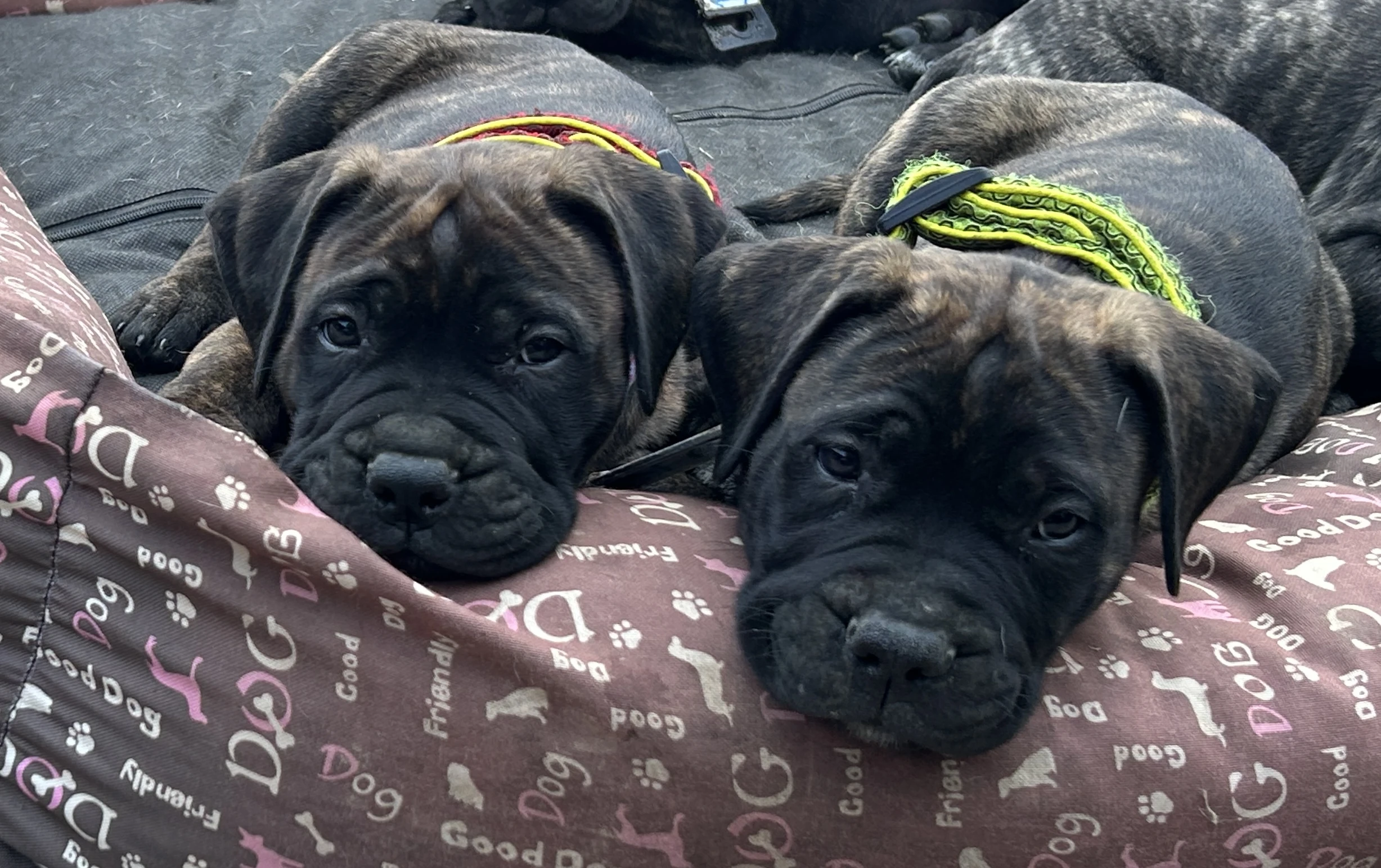 Šteniatka na predaj