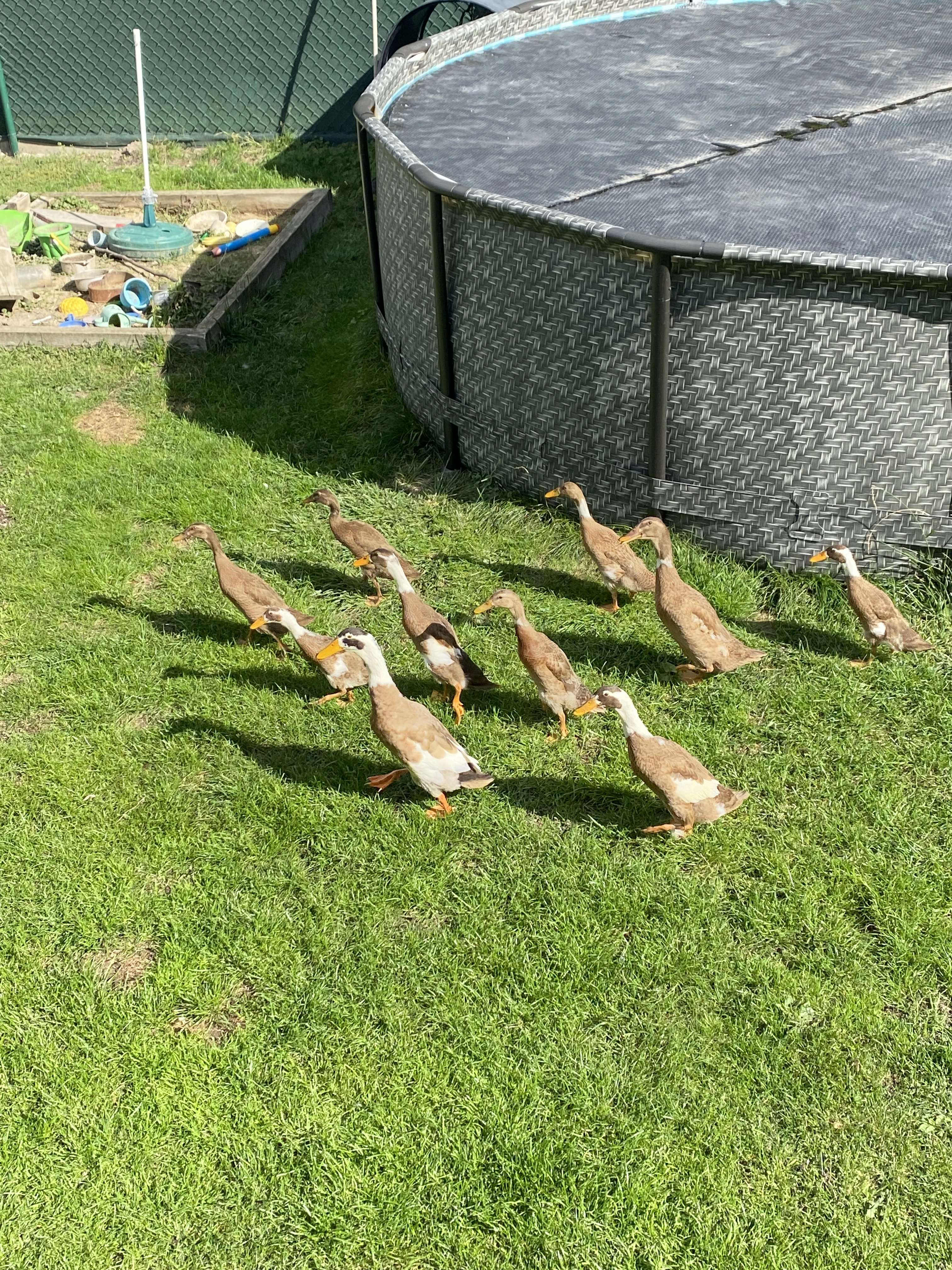 Daruji indické běžce