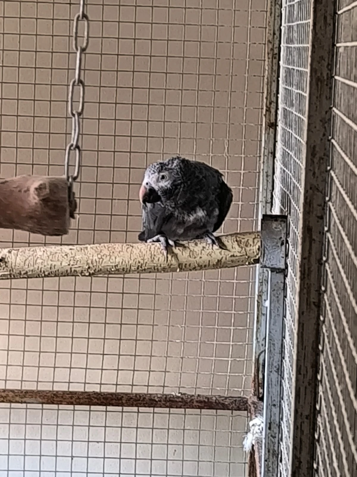 Rušení chovu -zdravotni důvody