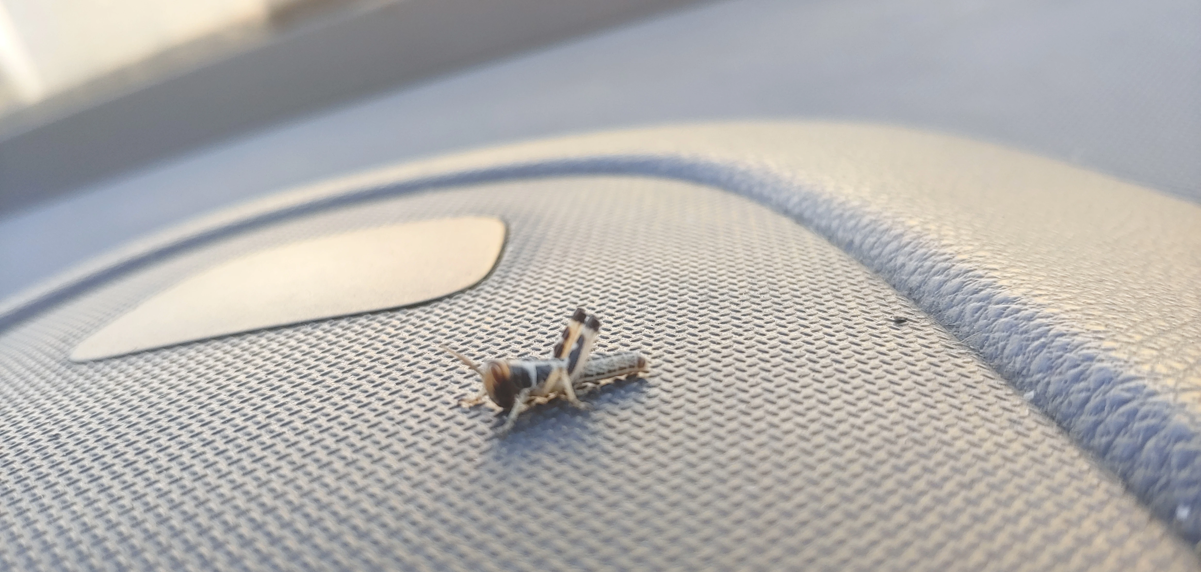 Saranče všežravé (Schistocerca gregaria) 