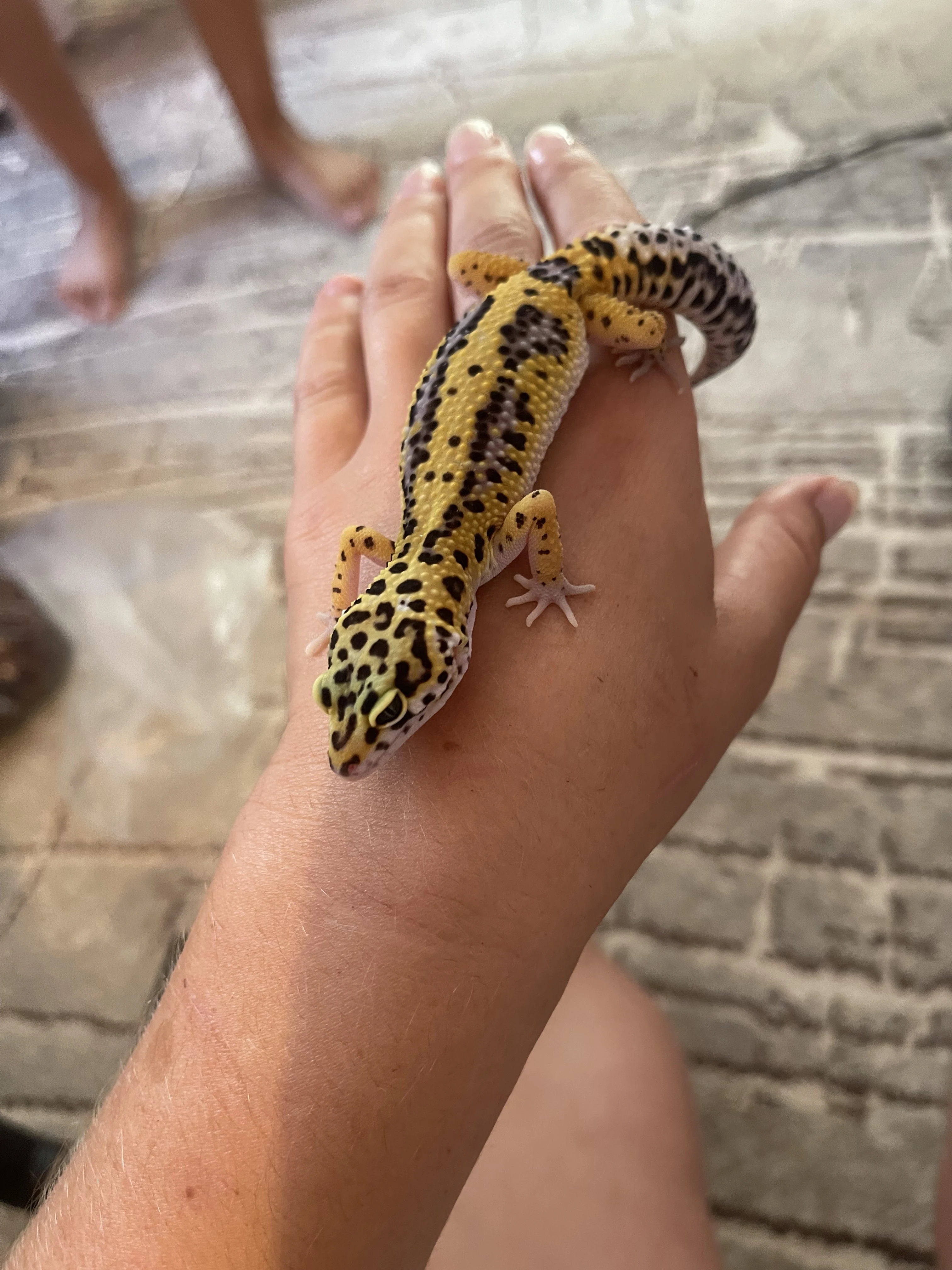 Gekončík noční a Pagekon Řasnatý