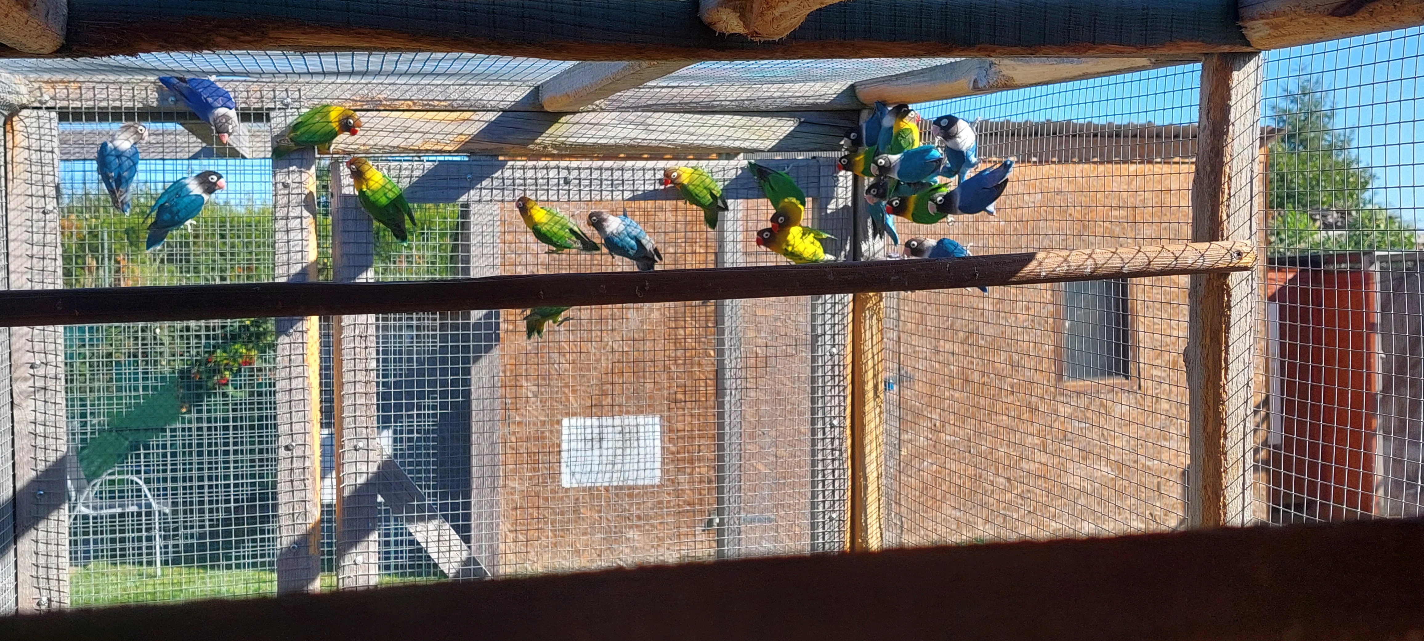 Agapornys škraboška