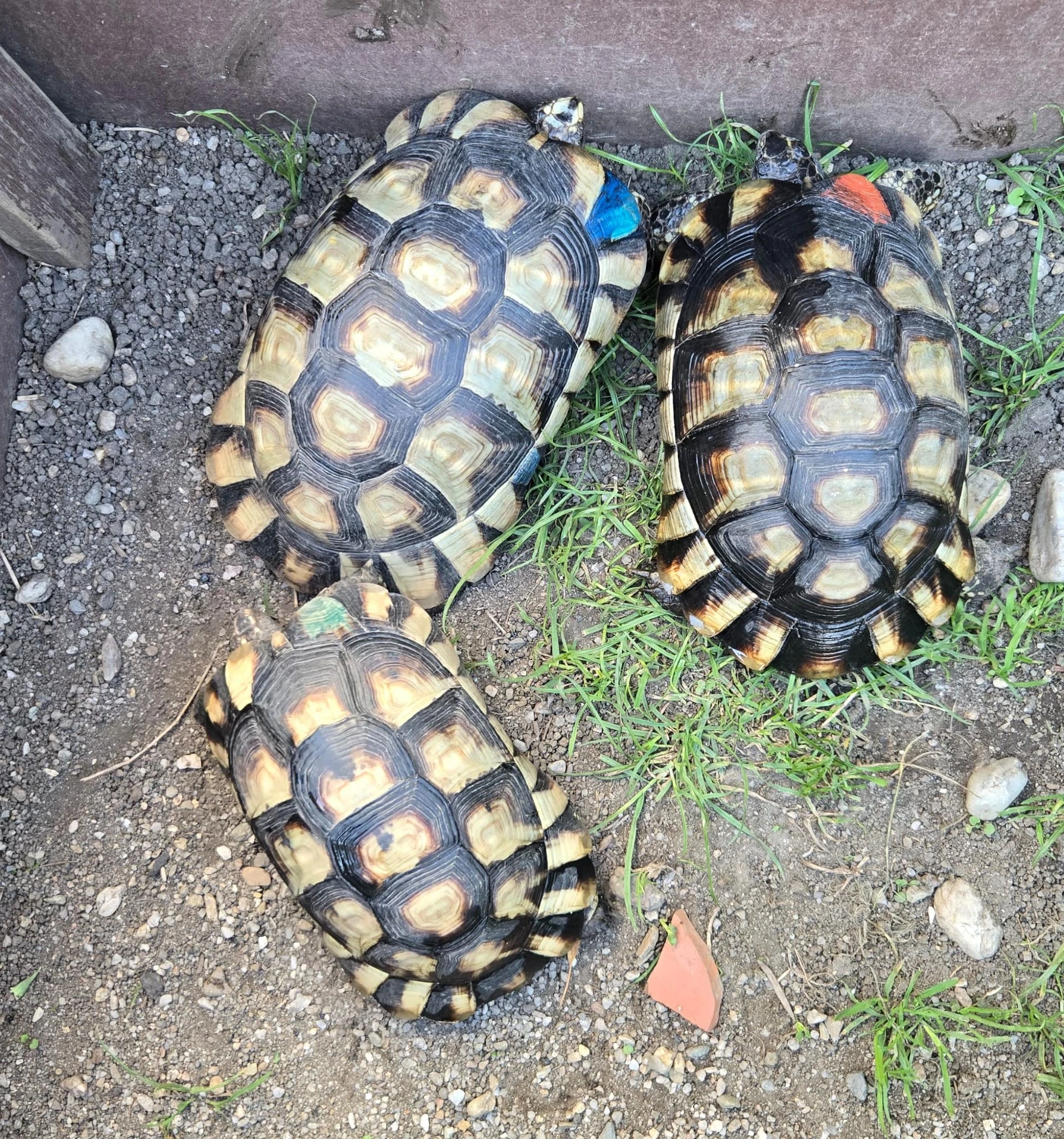 Želvy Vroubené z roku 2016