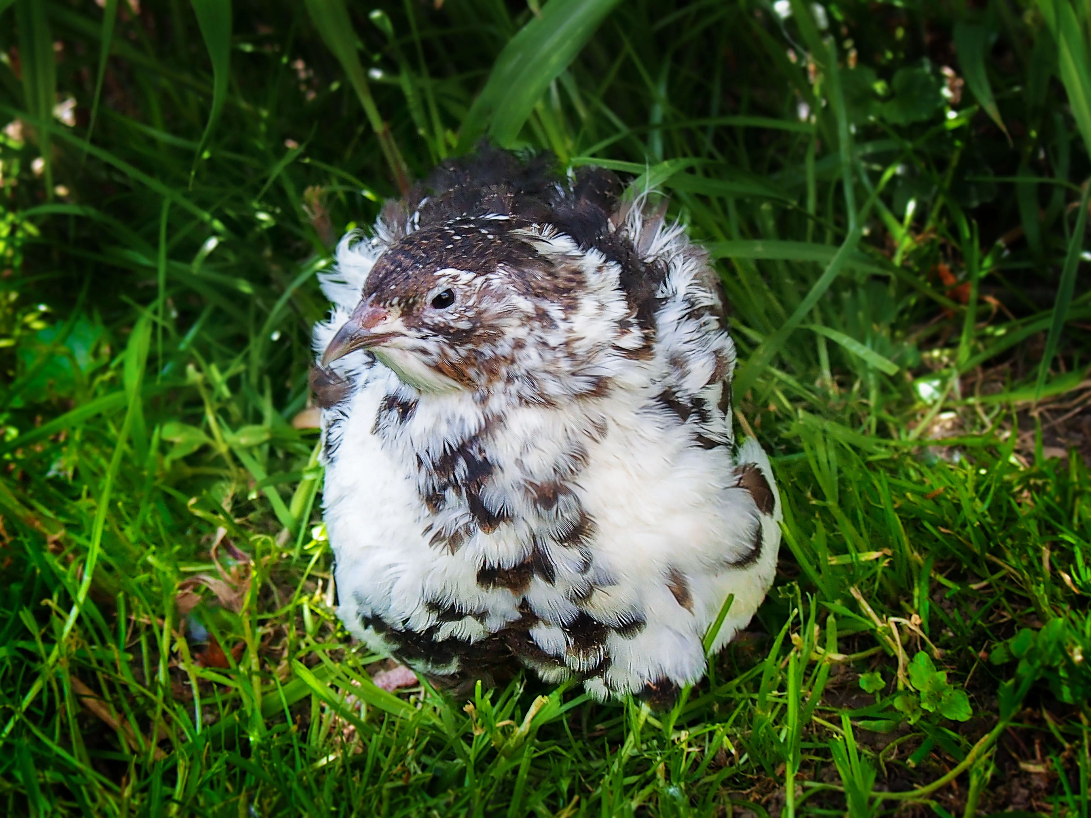 Amerika Mix křepelka - Vejce do líhně