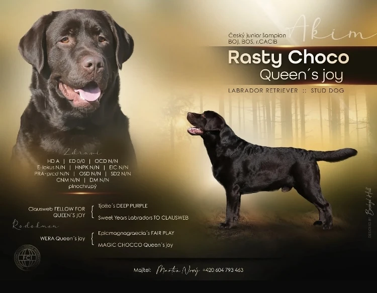 Čokoládová štěňátka Labradorského retrívra s PP