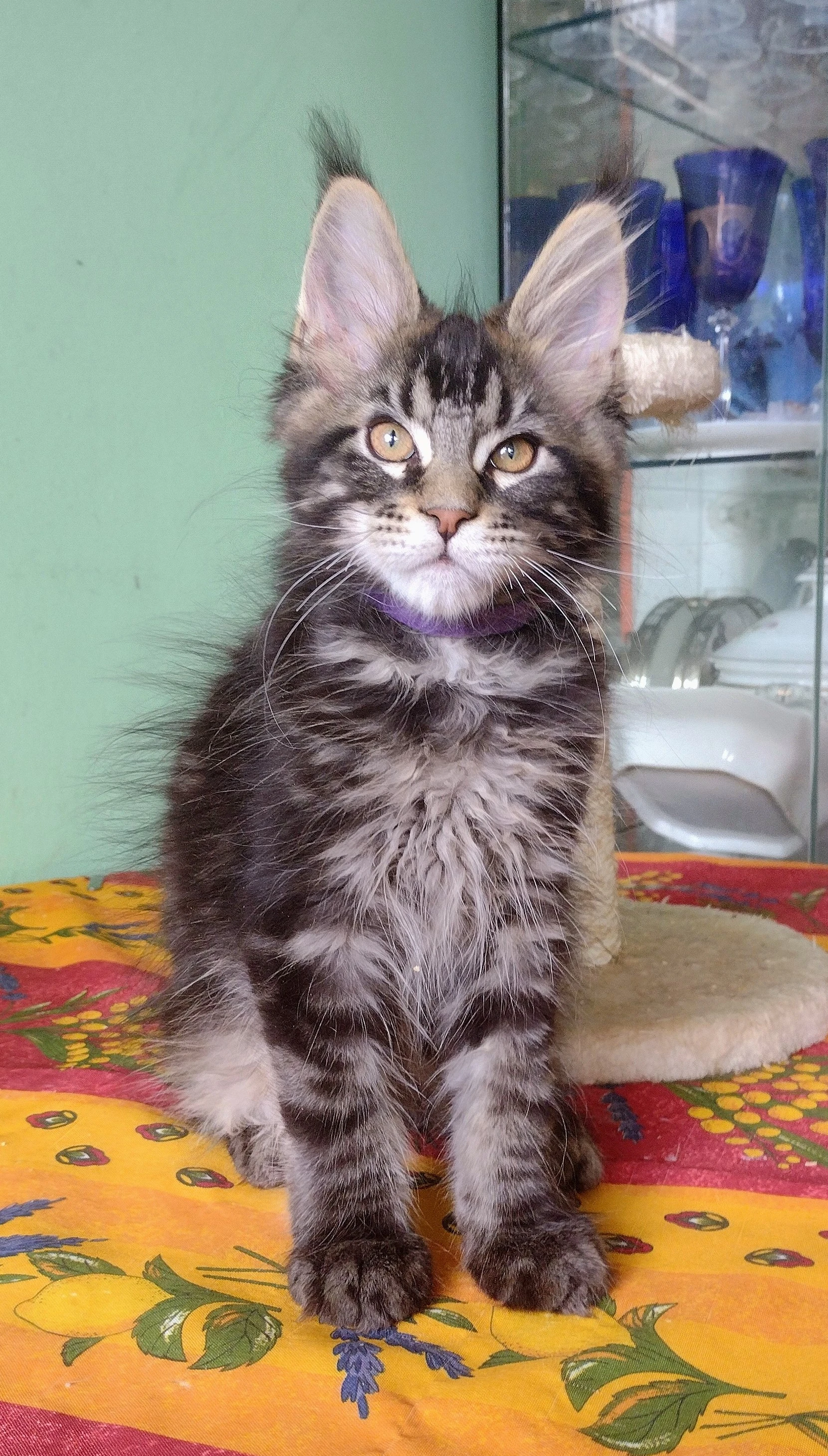 Prodám mainského mývalího kocourka s PP