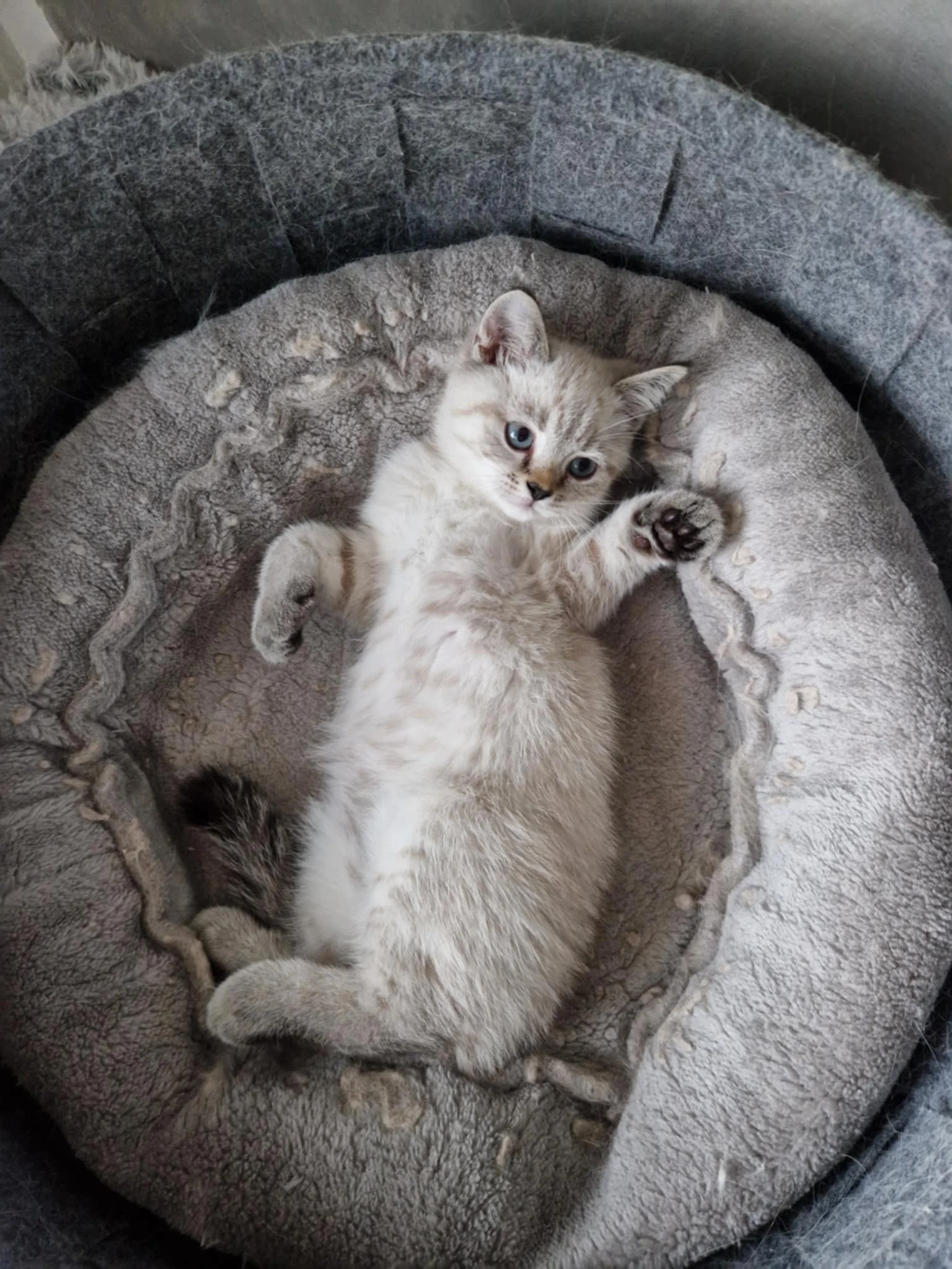 Britská koťátka s PP colorpoint