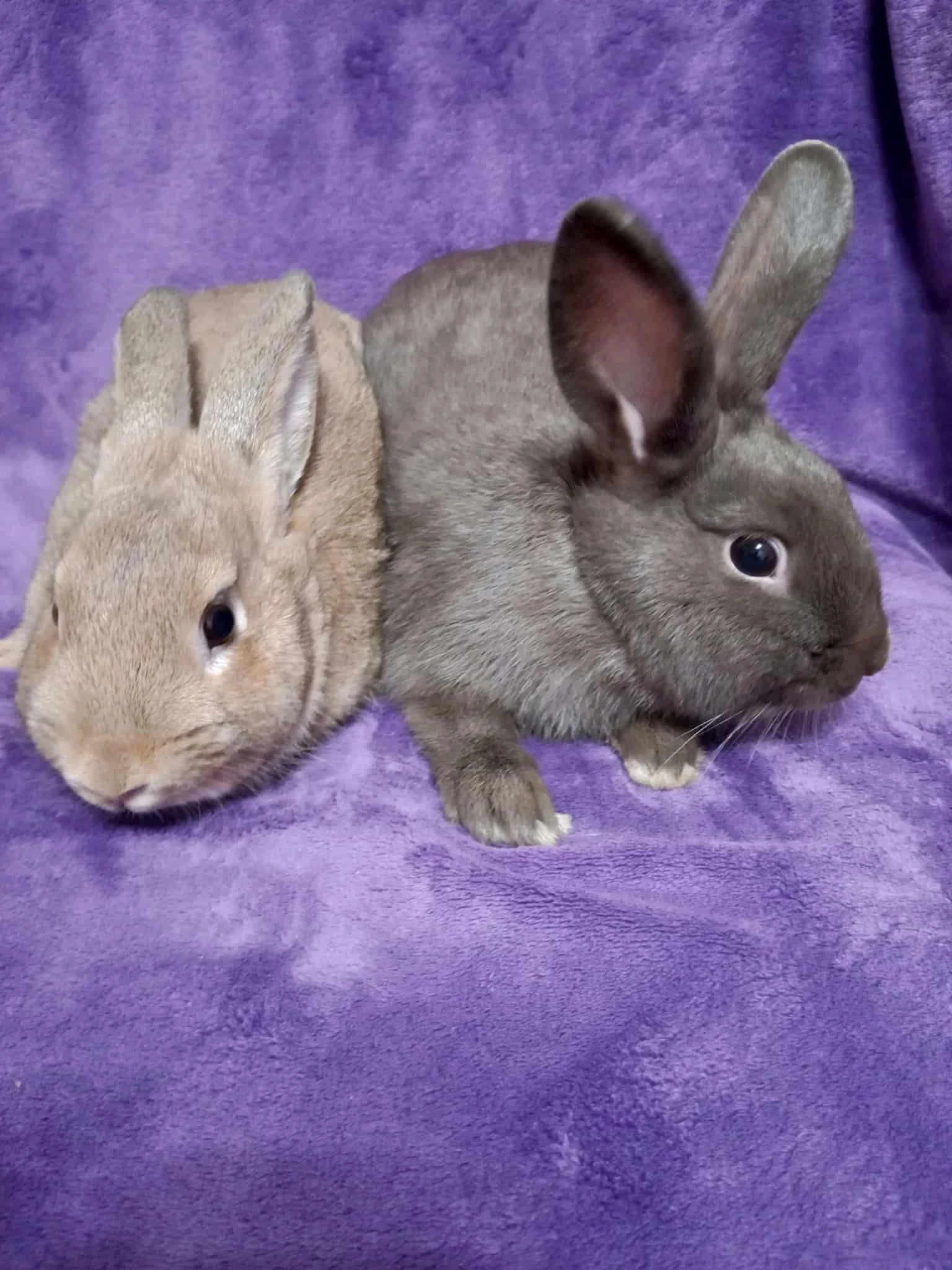 Nabízím dva zdravé králíčky