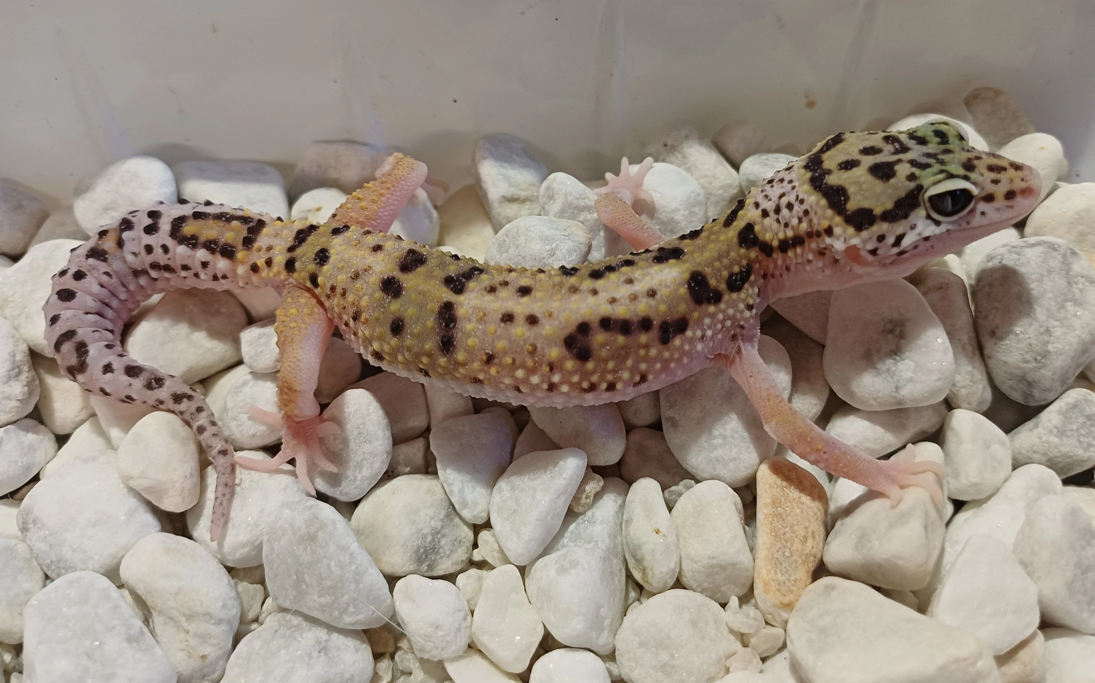 Letošní samička gekončíka nočního