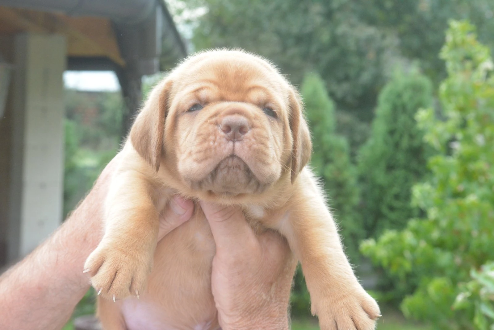 Bordeauxská doga (Dogue de Bordeaux) nádherná štěňata