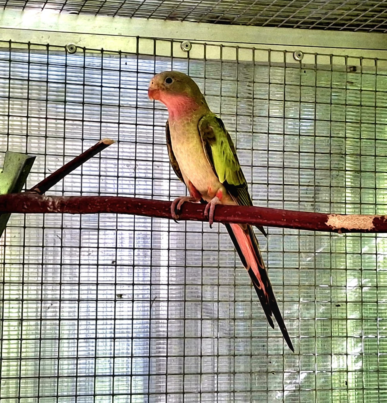 Papoušek Alexandřin