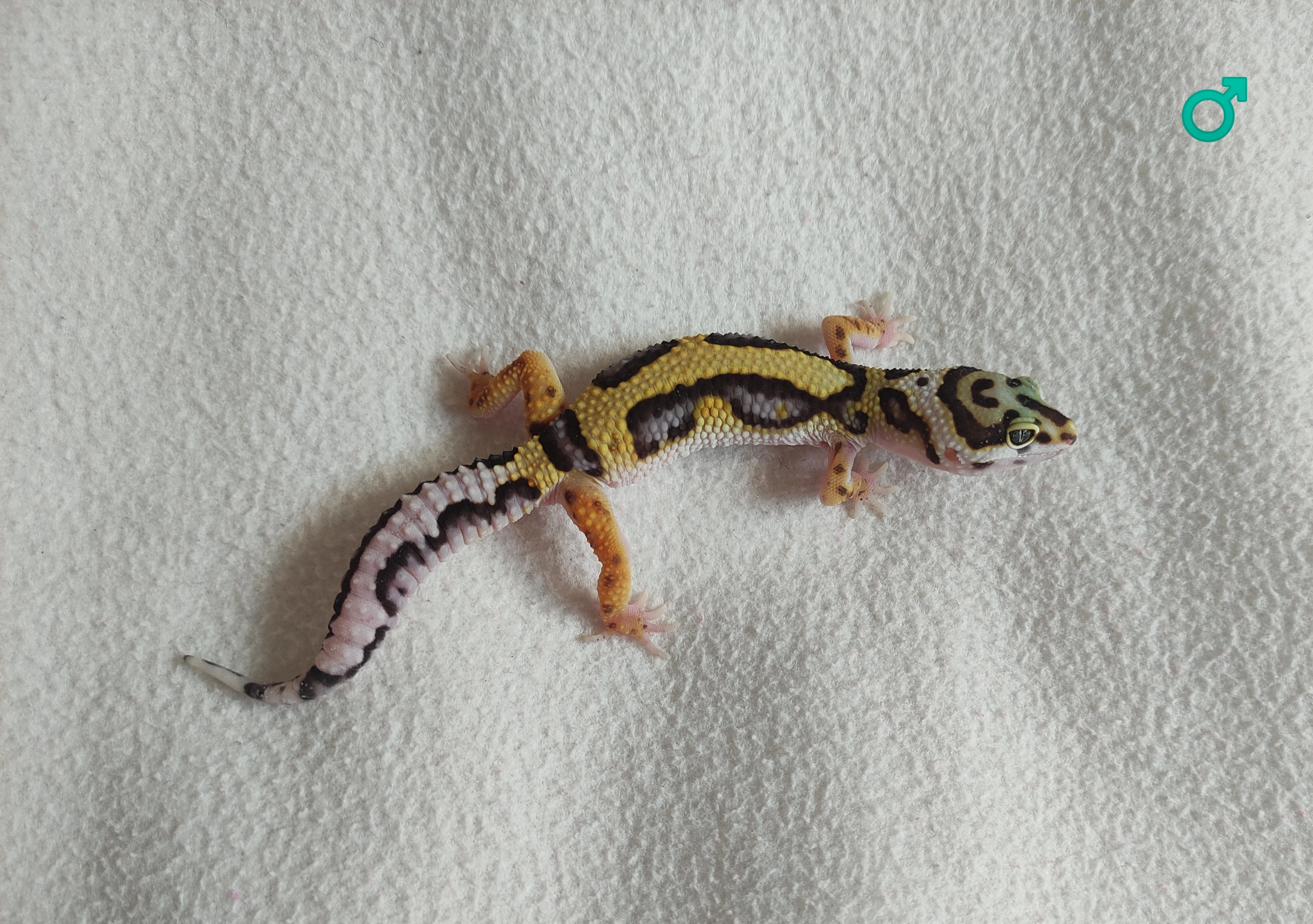 Gekončíci noční s určenou genetikou