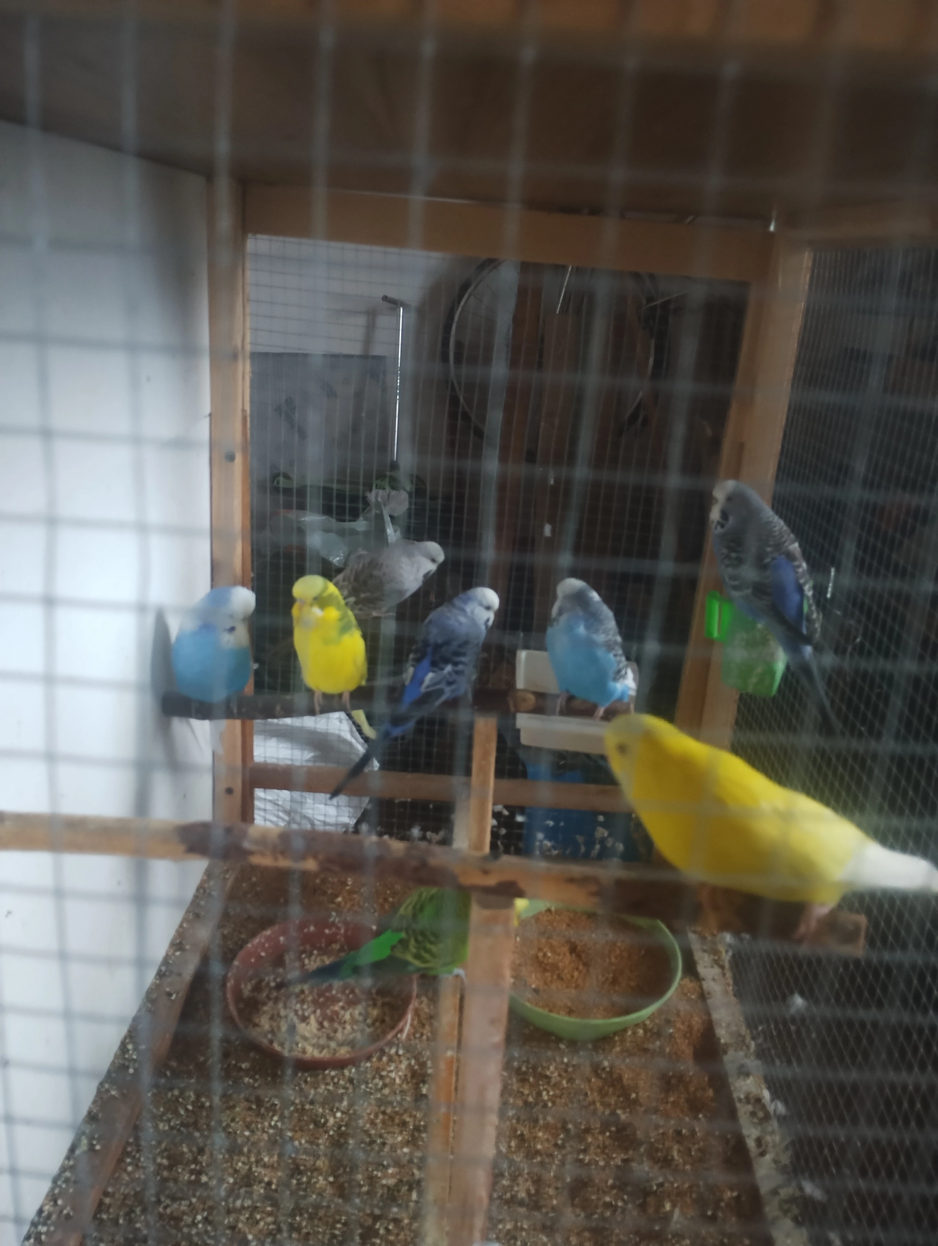 Prodám andulky vlnkované z léta 2025