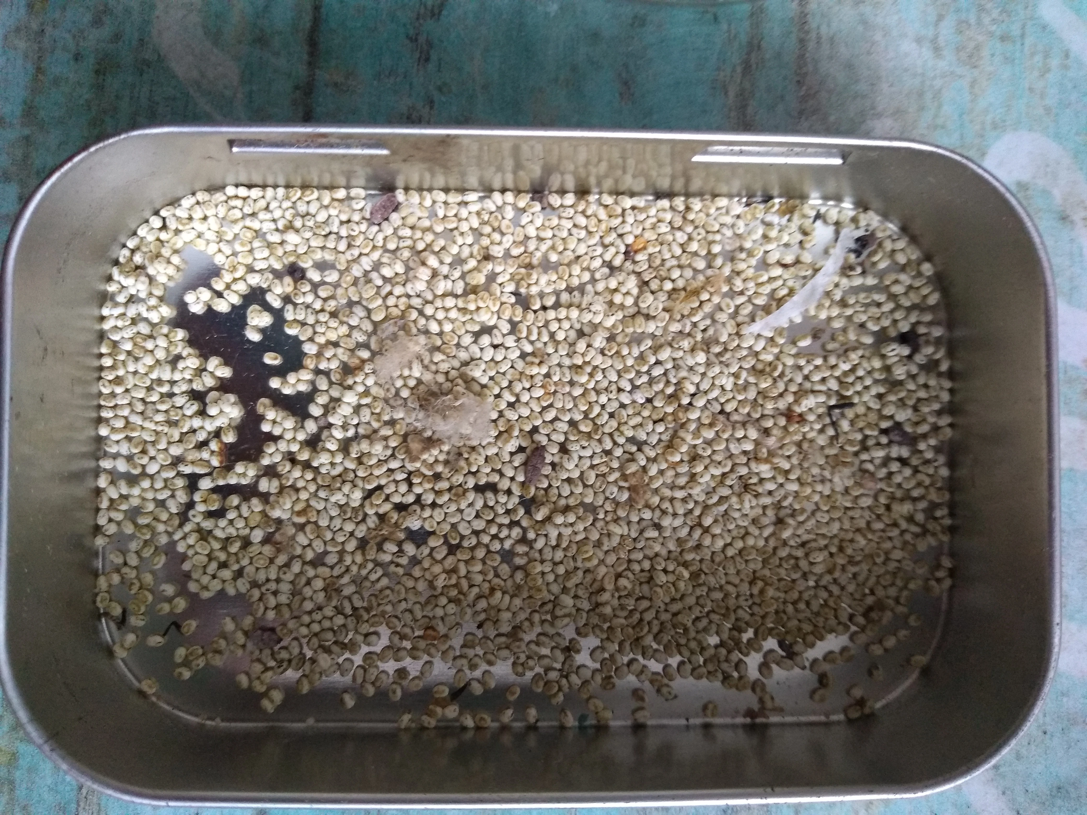 Samia cynthia walkeri