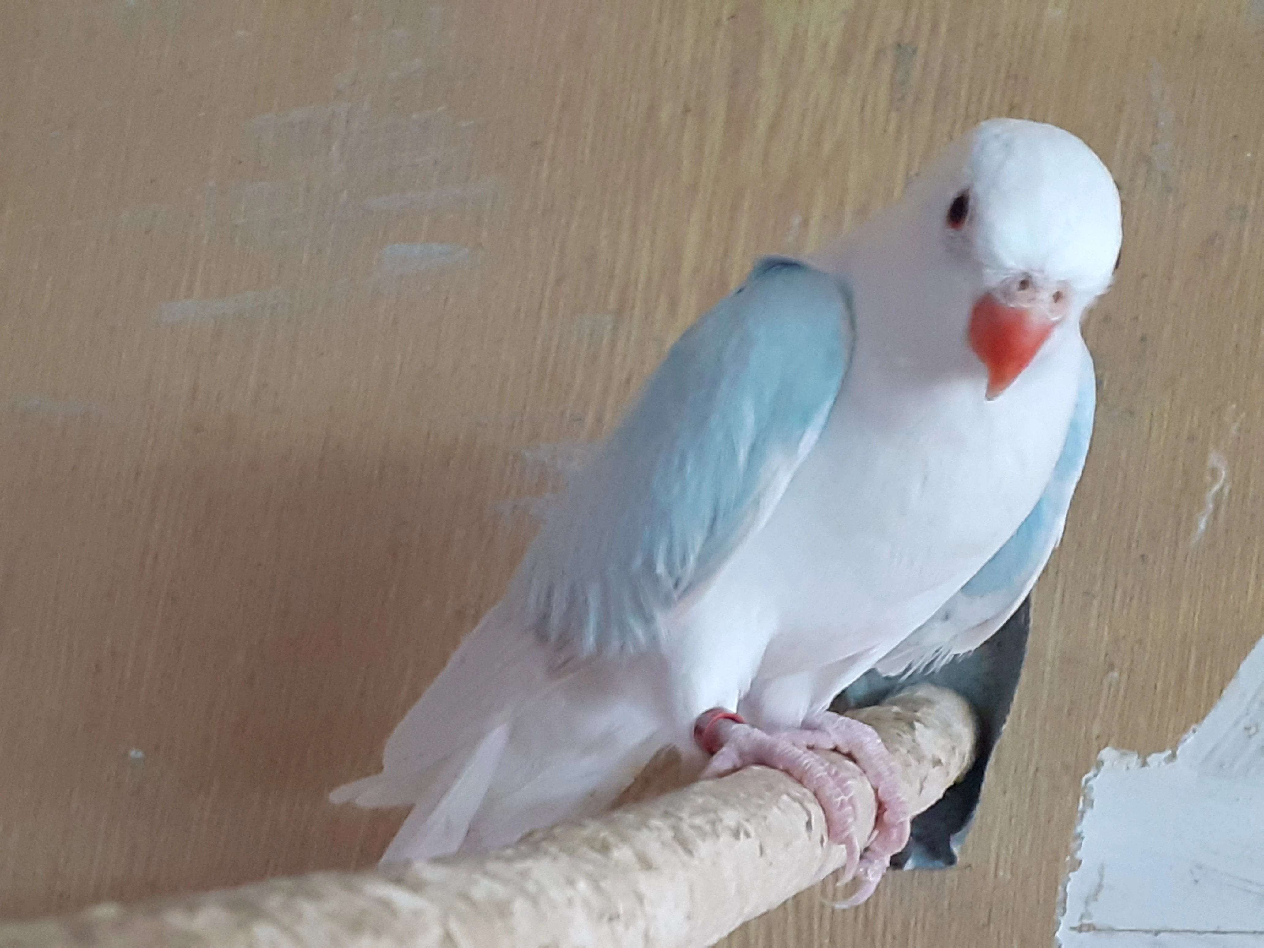 Princeska albino - 1,0