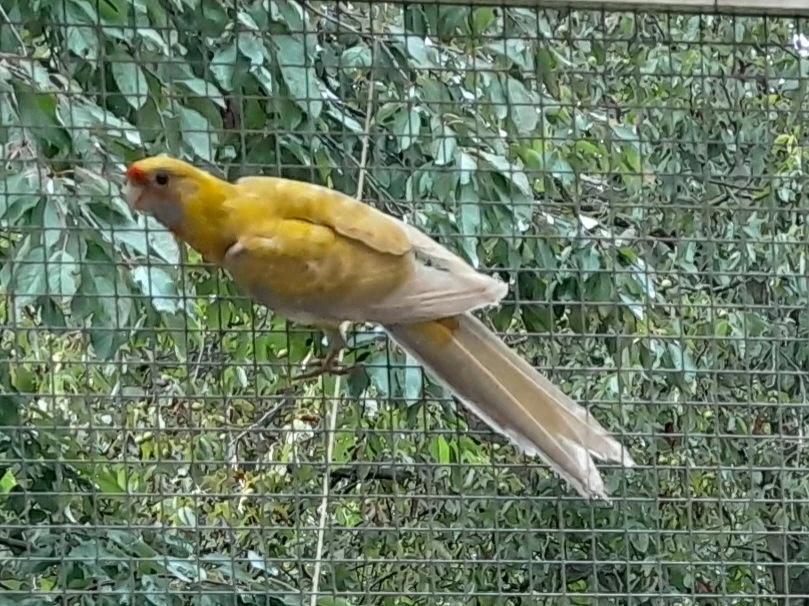 Penant žlutý pastel