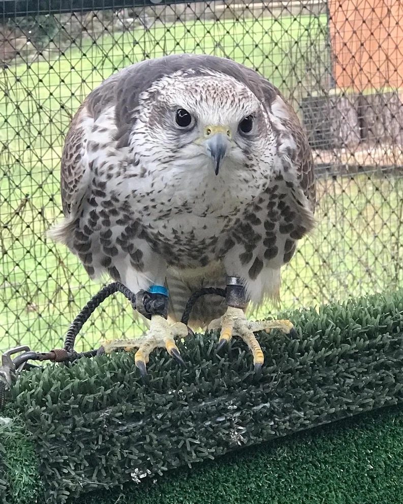 Sokol raroh samci a samice odchovane rodicmi