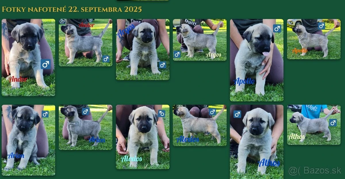 Kangal Çoban Köpegi šteňátka už k odberu