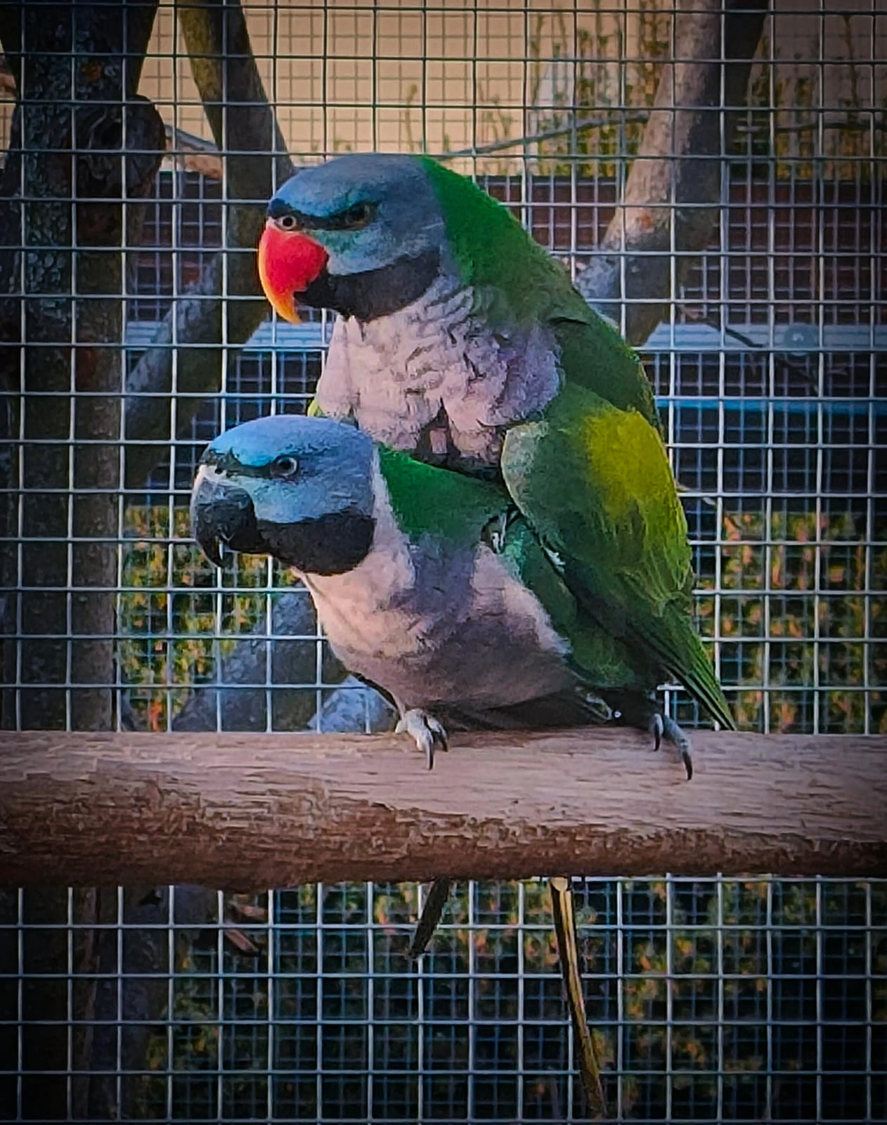 Prodám chovného samce