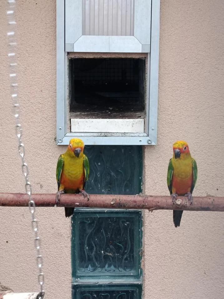 Aratinga sluneční 2025