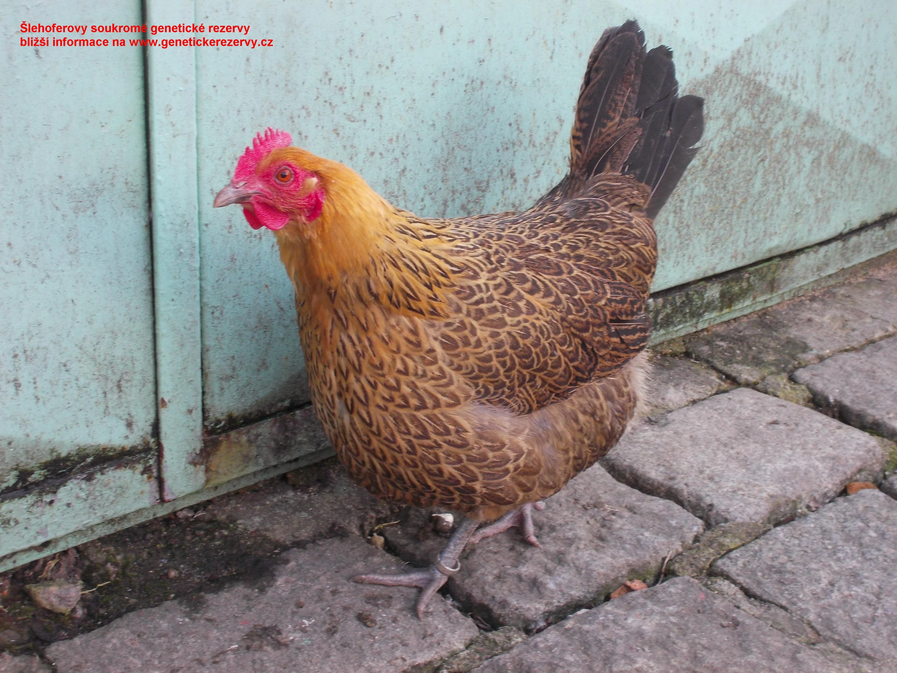 Česká zlatá kropenka - kuřice - Uherské Hradiště