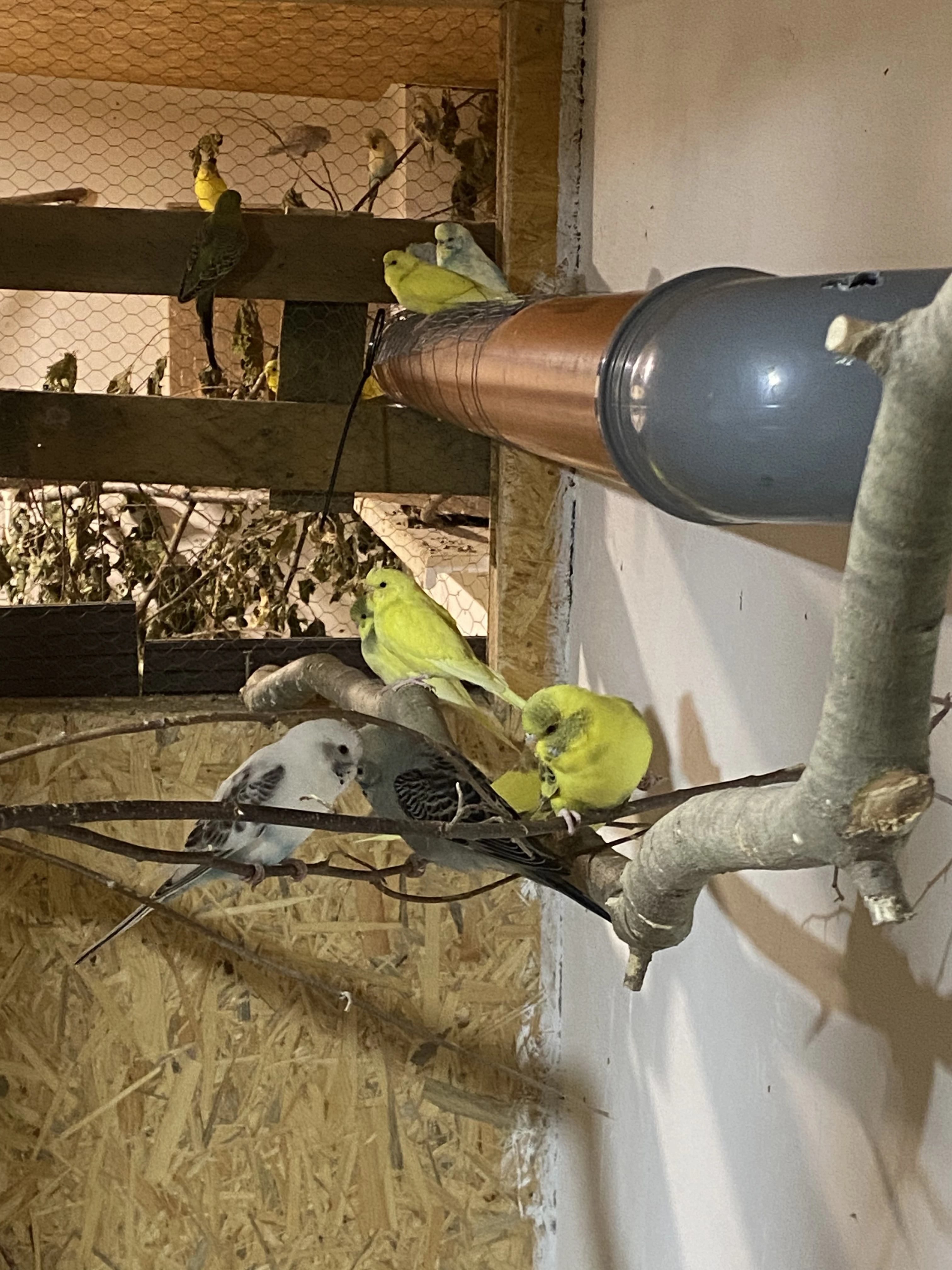 Prodavam mladé andulky