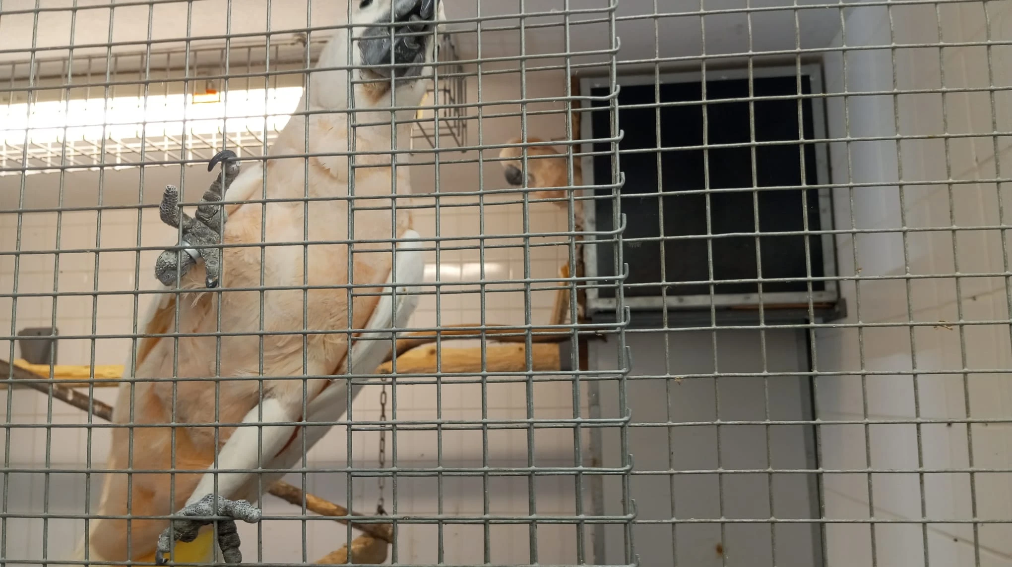 Prodám pár Kakadu molucký