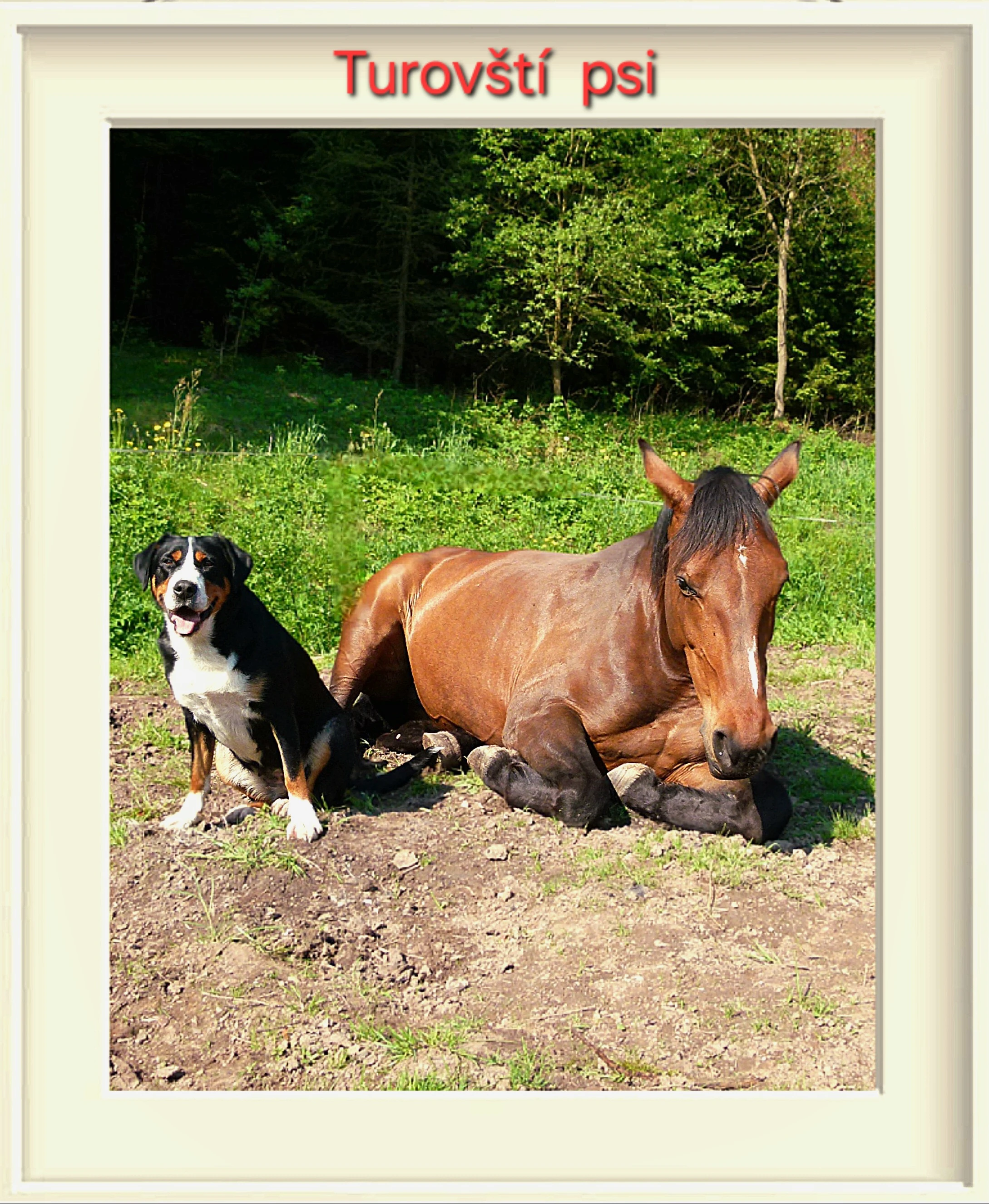 Velký švýcarský salašnický pes - štěně