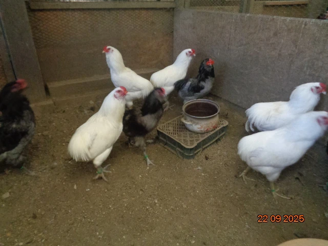 Araukana biela, modrá a čierna