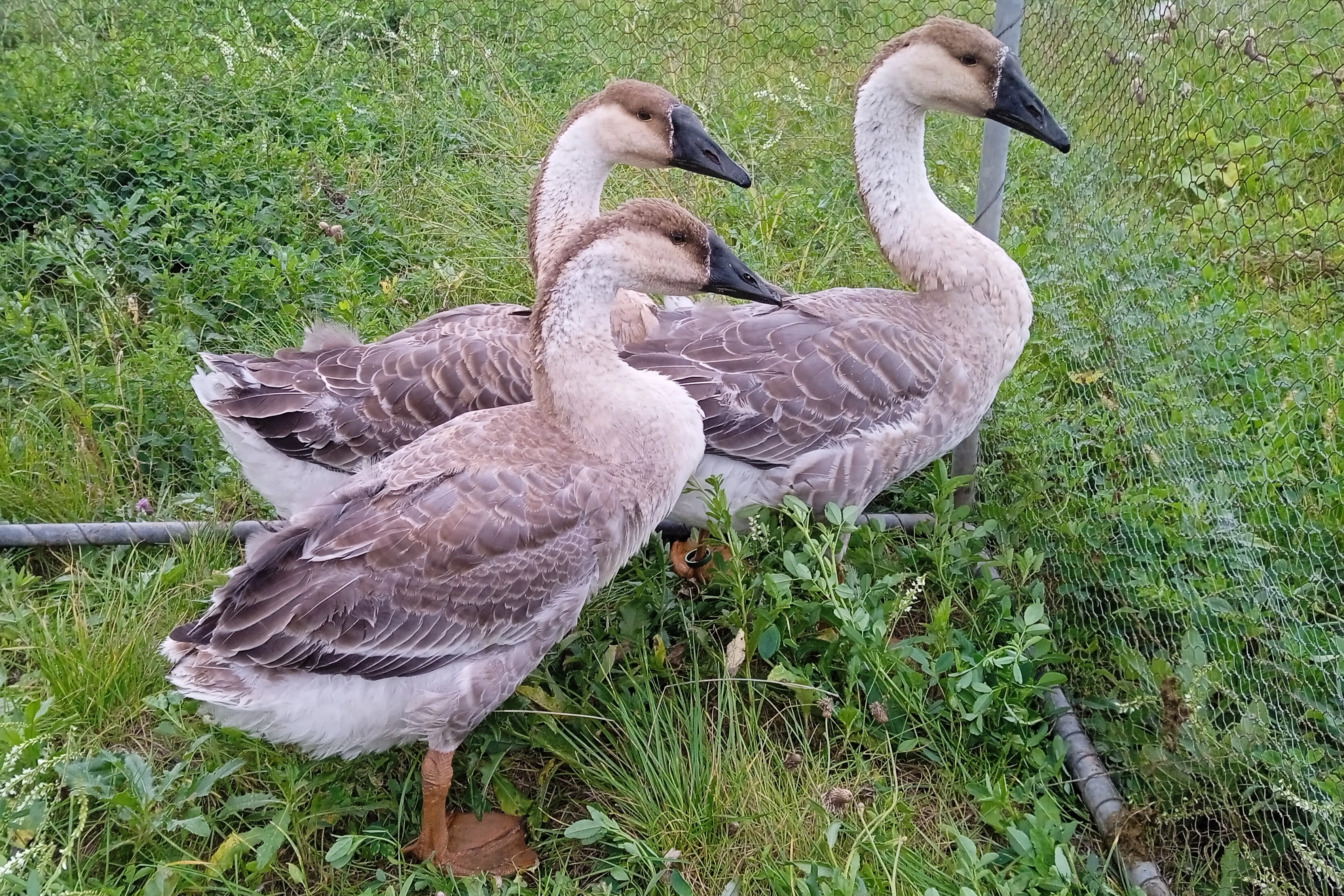 Prodám housera husy labutí (nebo vyměním)