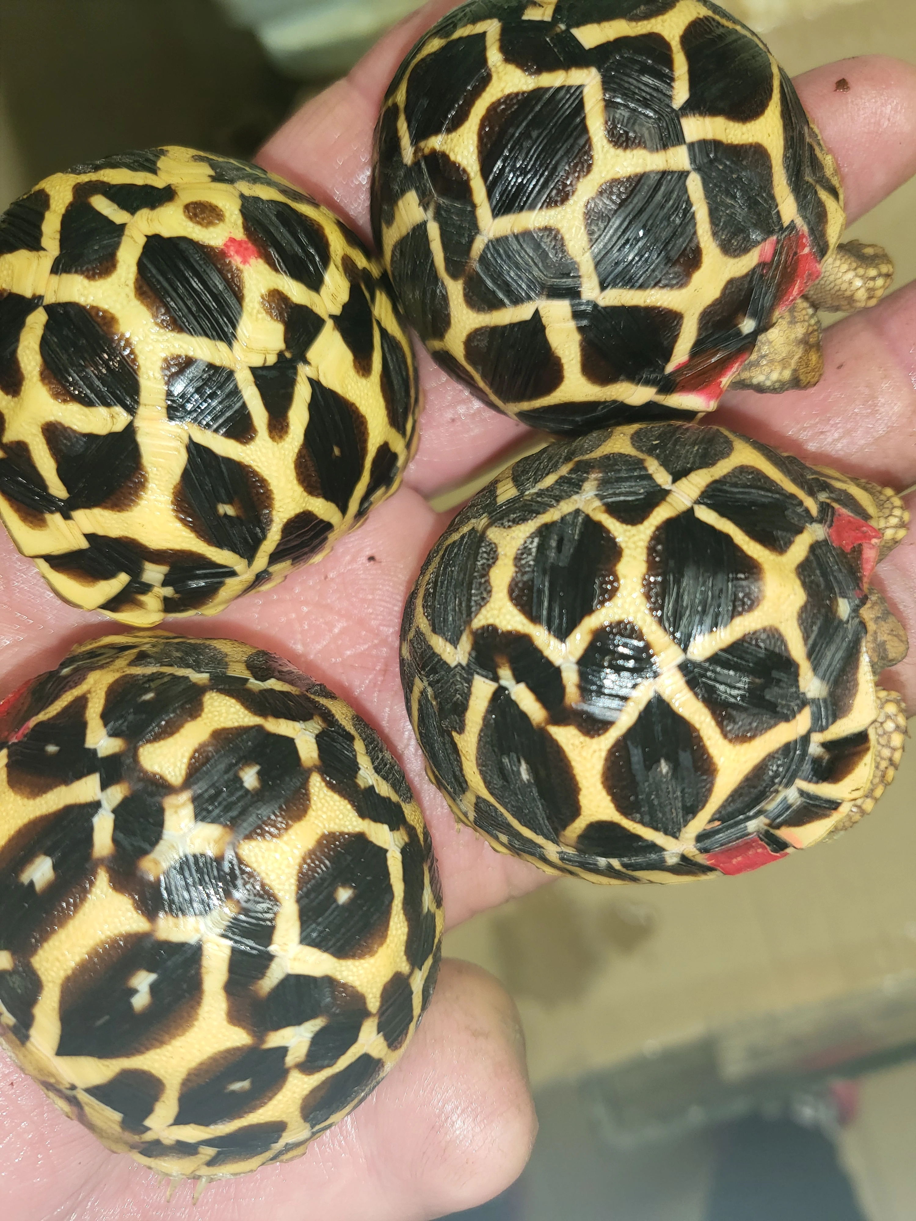 Zelvy paprscite, hvezdnate, ostruhate a dalsi