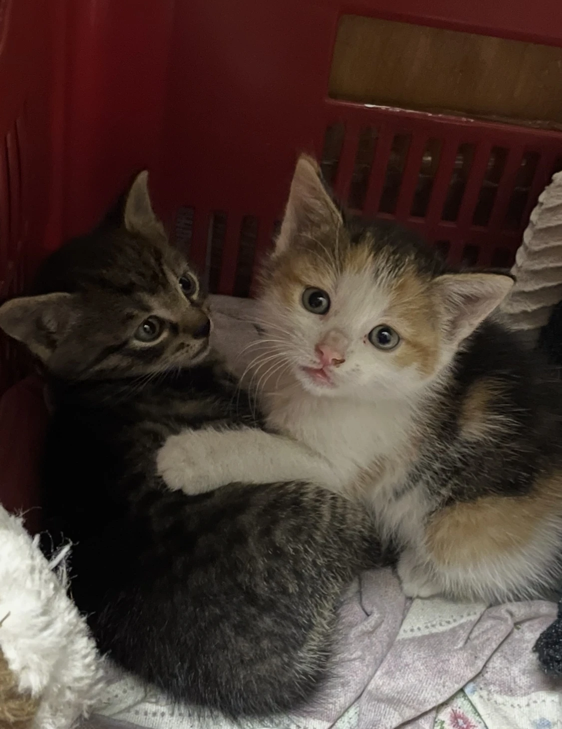 Daruji 2 zdravá koťátka