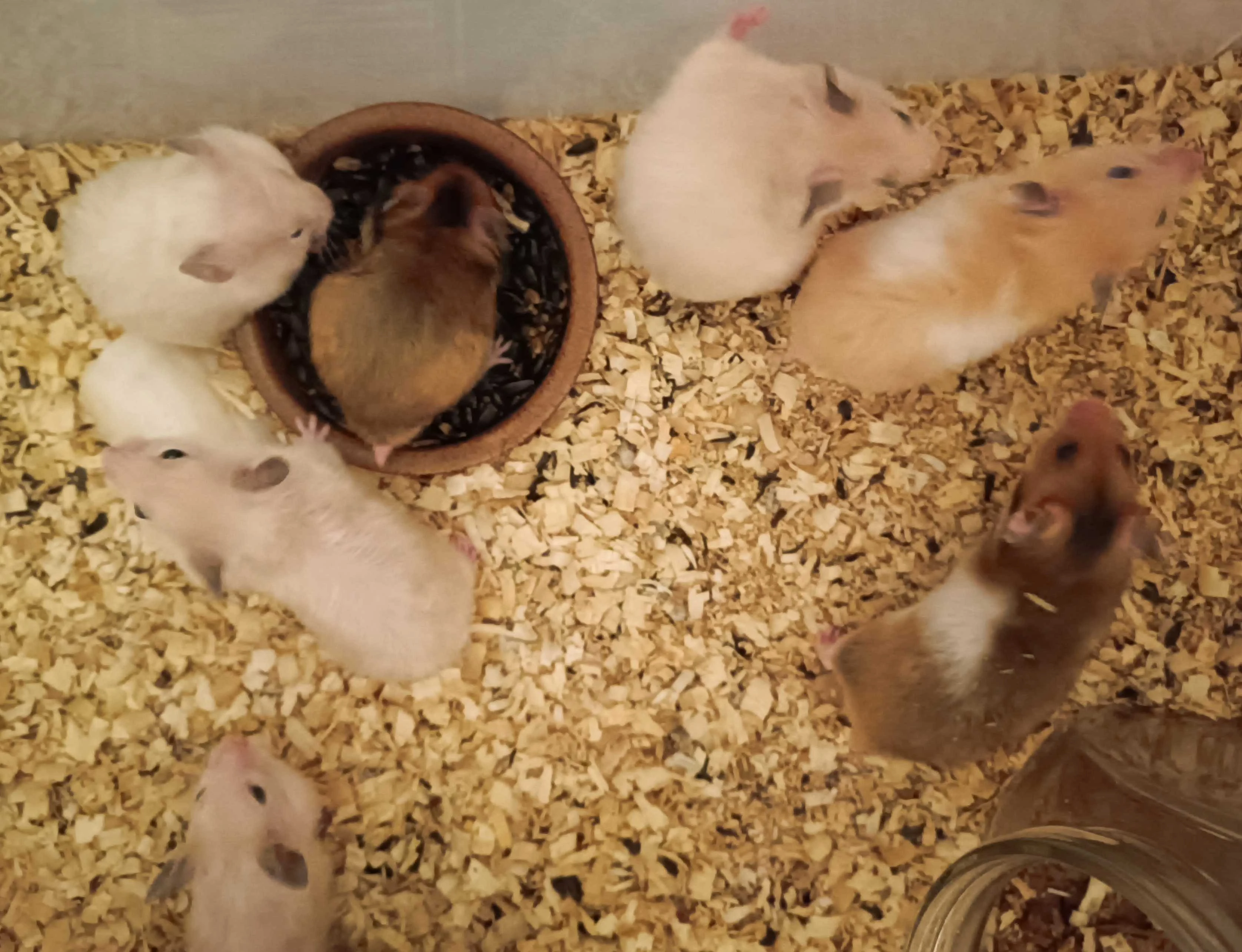 Křeček syrský (zlatý)