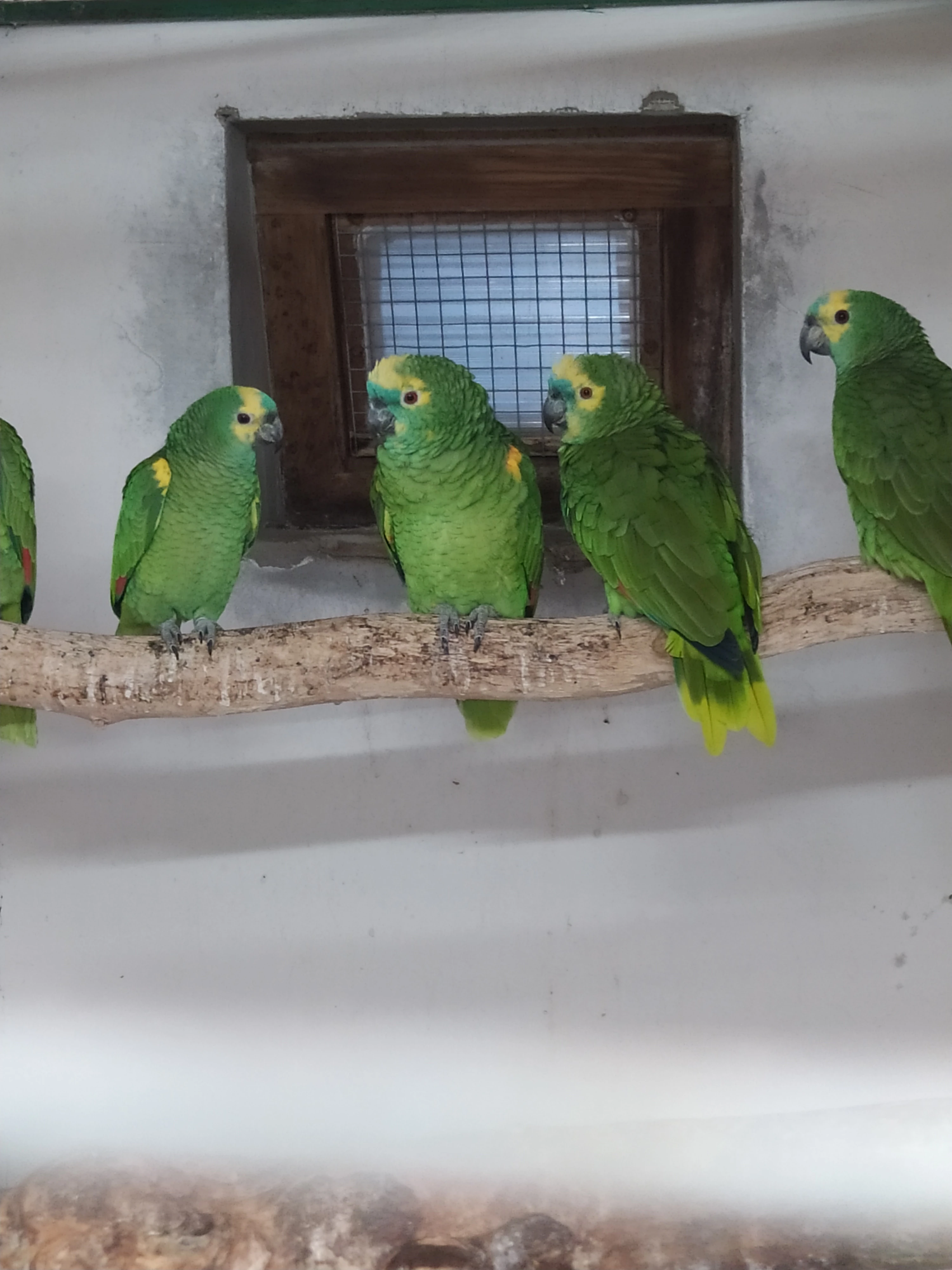 Amazoňan modročelý