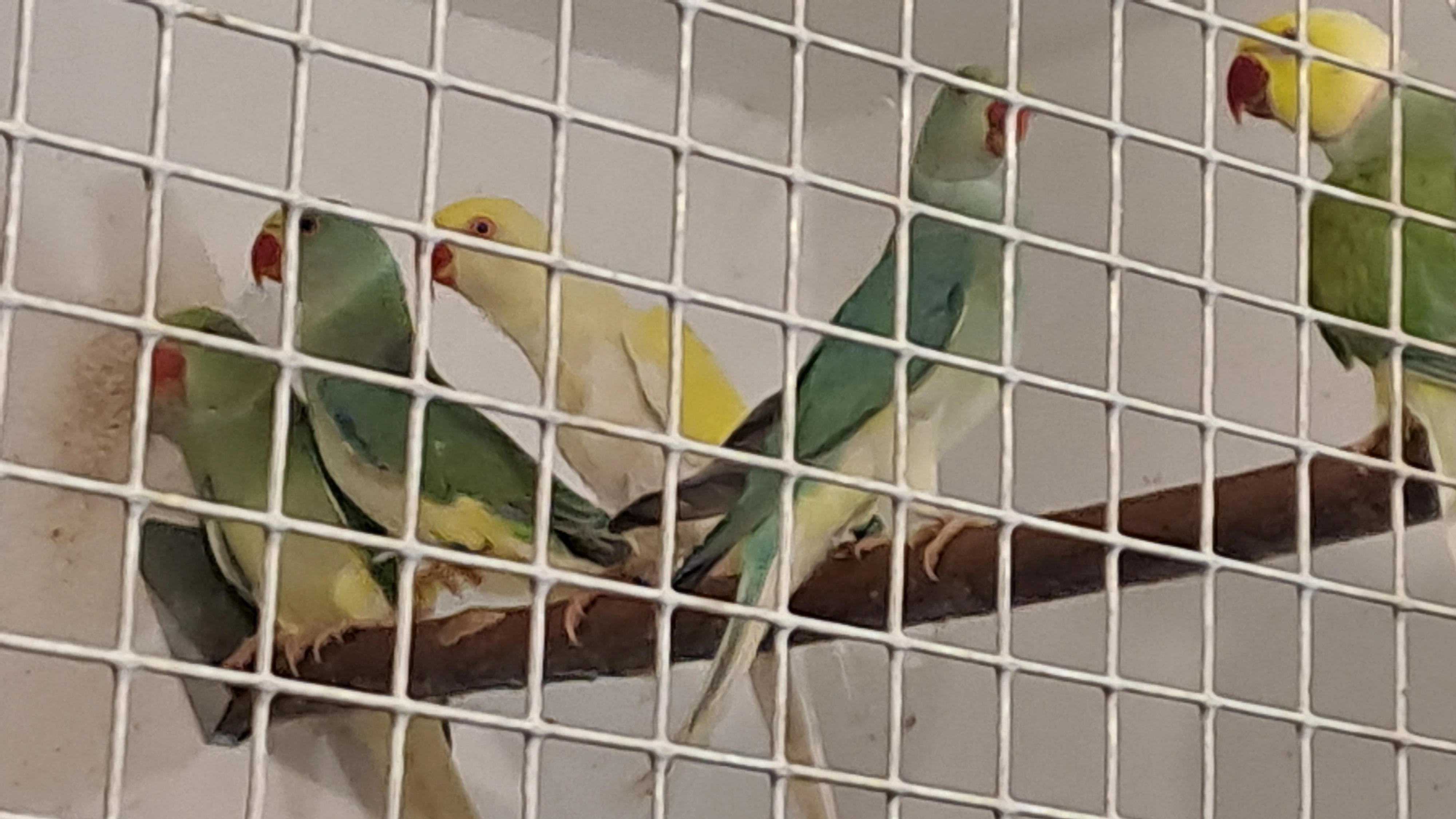 Prodám Alexandra malého Violeta tyrkys HO