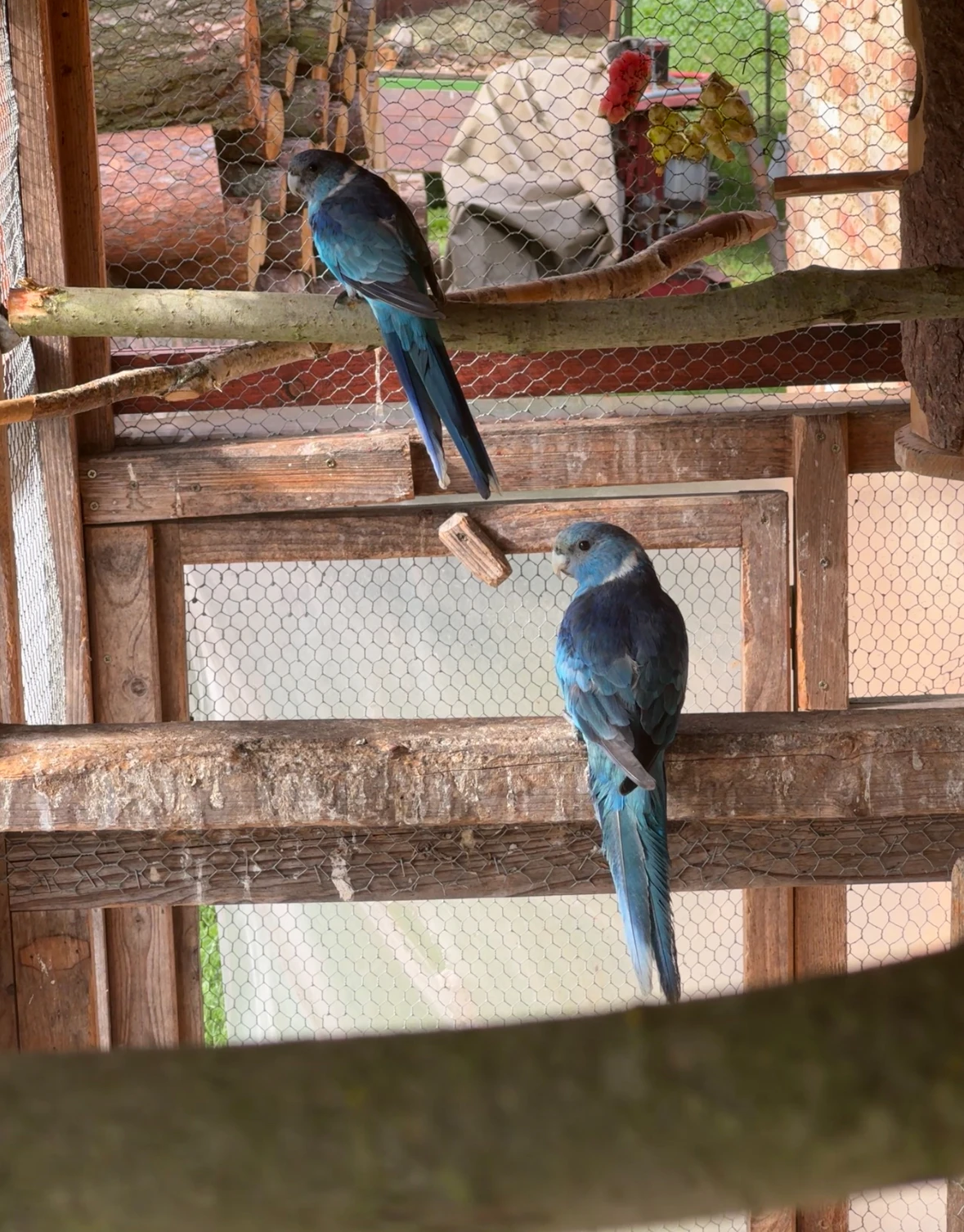 Bernard červenočelý modrý