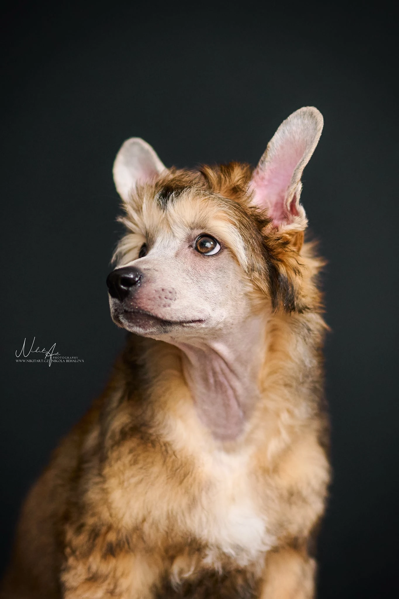 Umazlené štěňátko s PP hledá milující domov