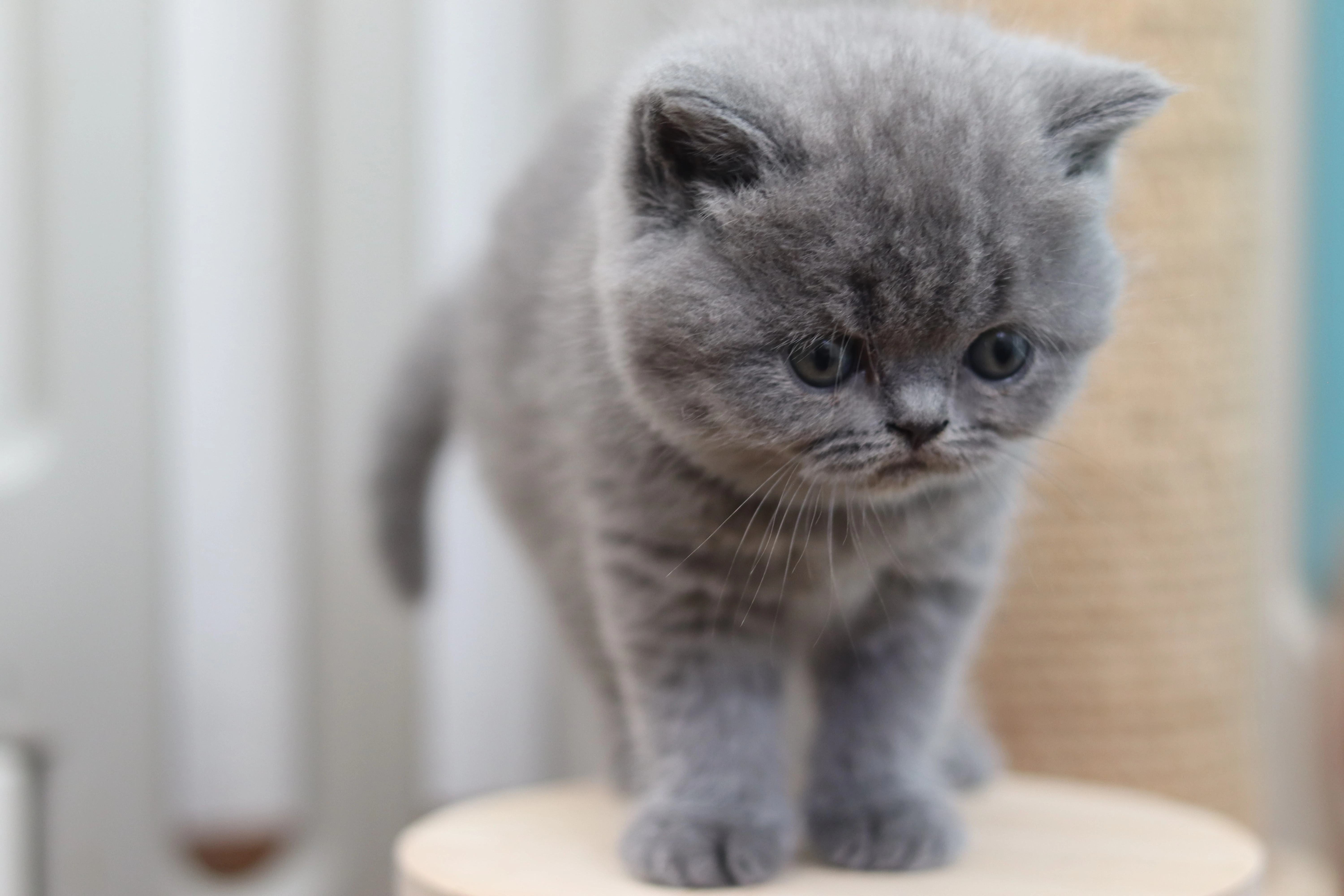 Britská koťátka s PP